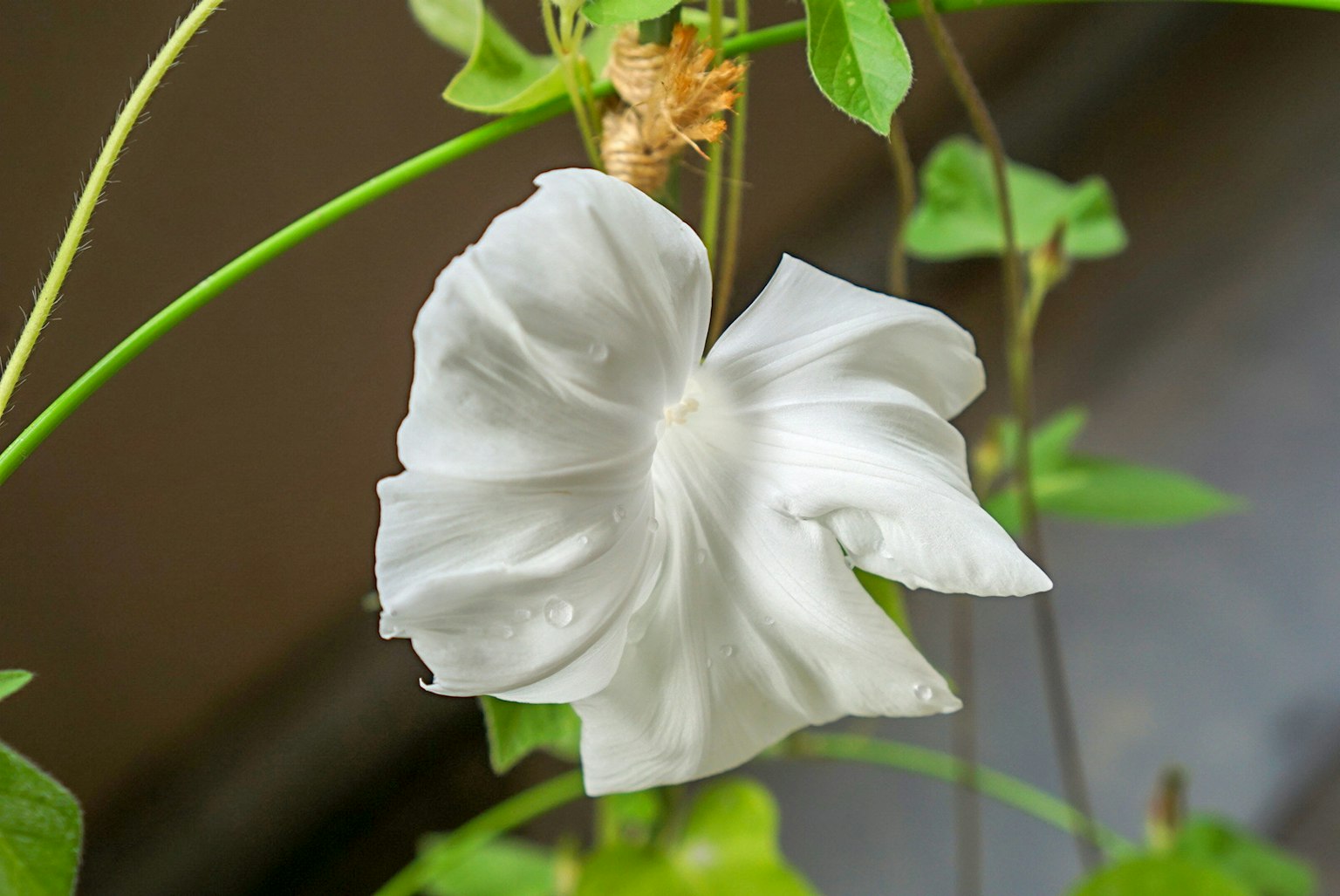 독특한 꽃잎을 가진 큰 흰 꽃이 초록 잎에 둘러싸여 있다