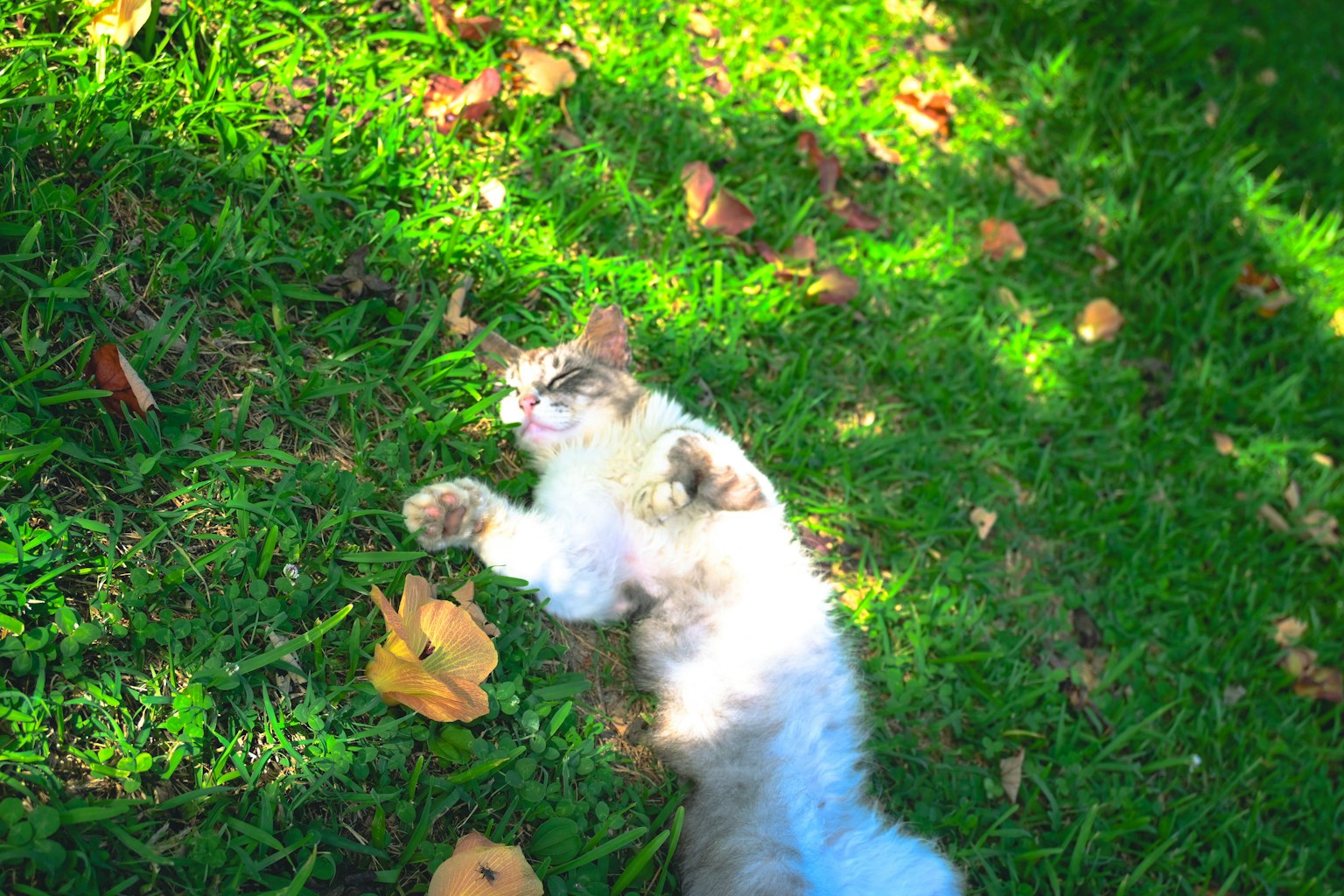 Un gato acostado en la hierba con hojas caídas alrededor