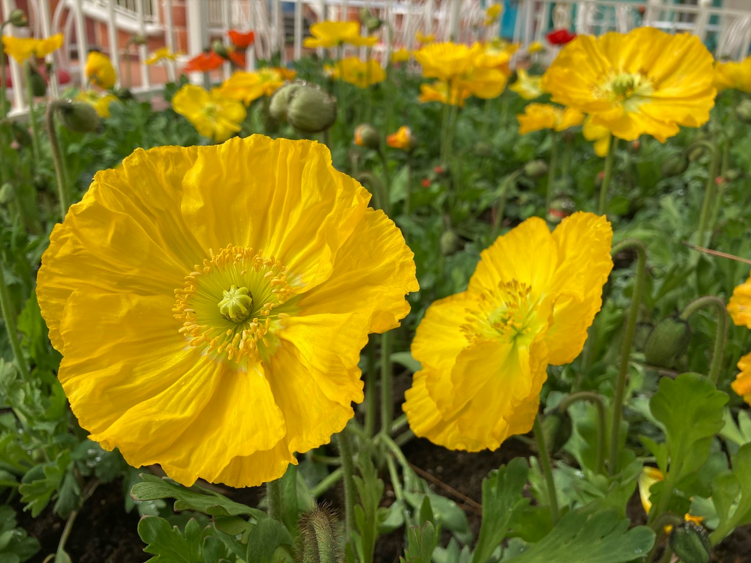 Lebendige gelbe Blumen blühen in einem Garten