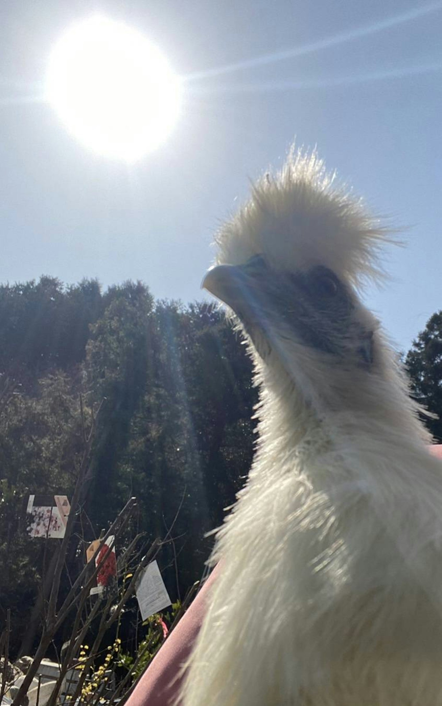 A white chicken looking up under the sun