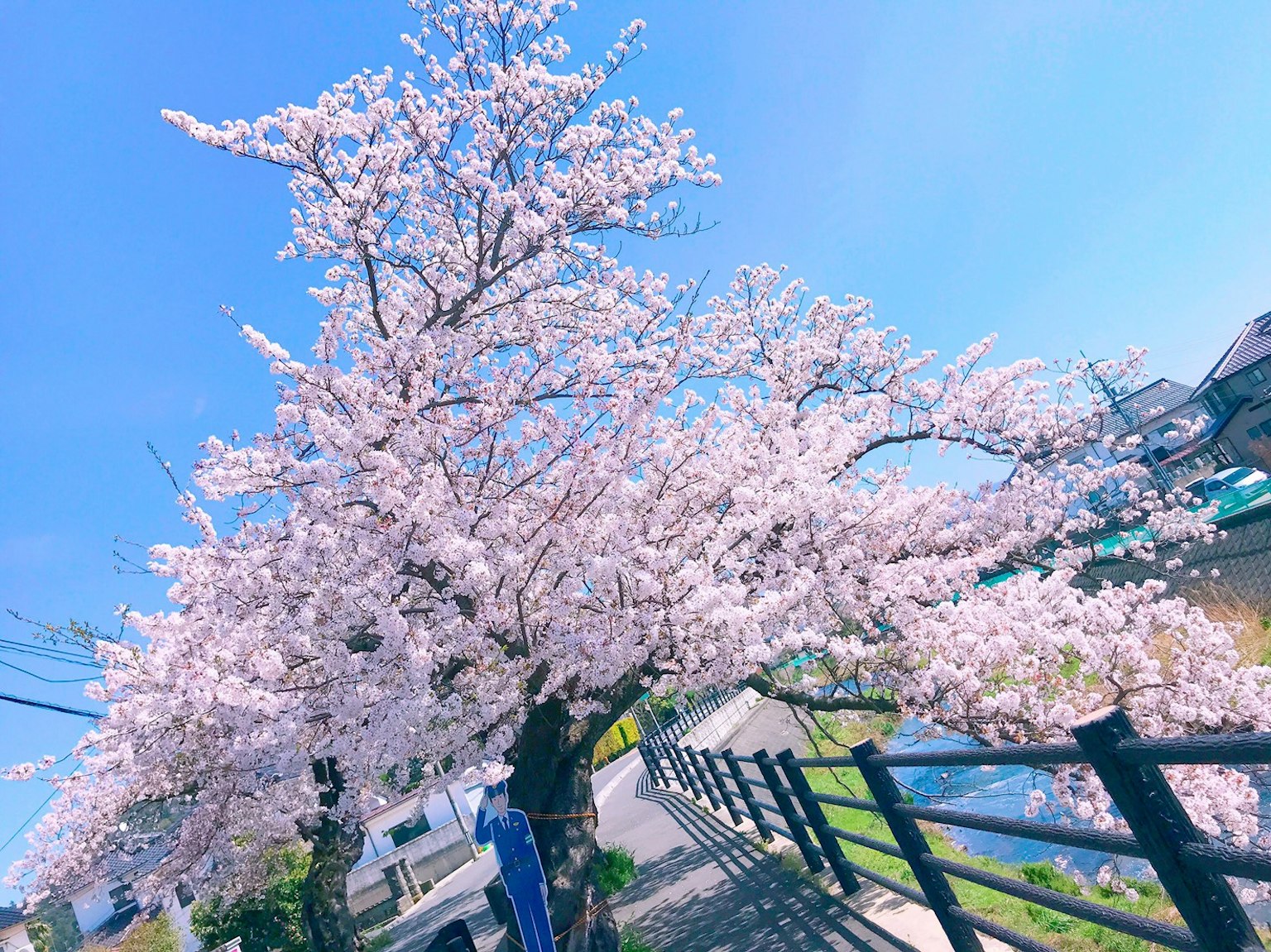 Albero di ciliegio in fiore accanto a un fiume sotto un cielo blu