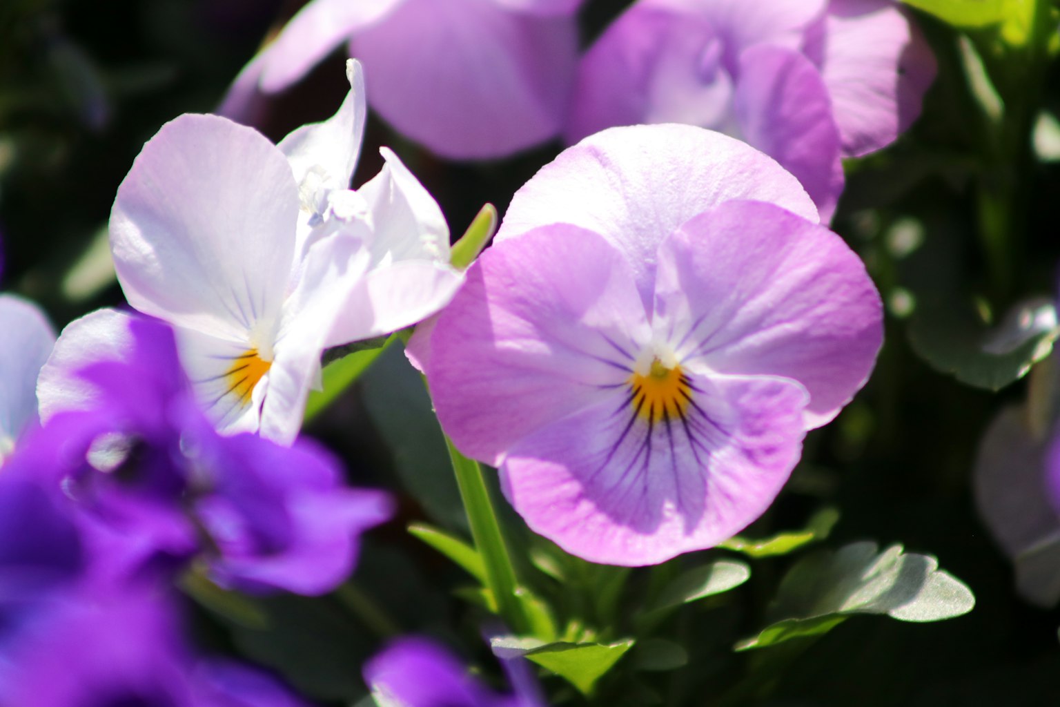 Fiori di pansèe viola e bianca in fiore