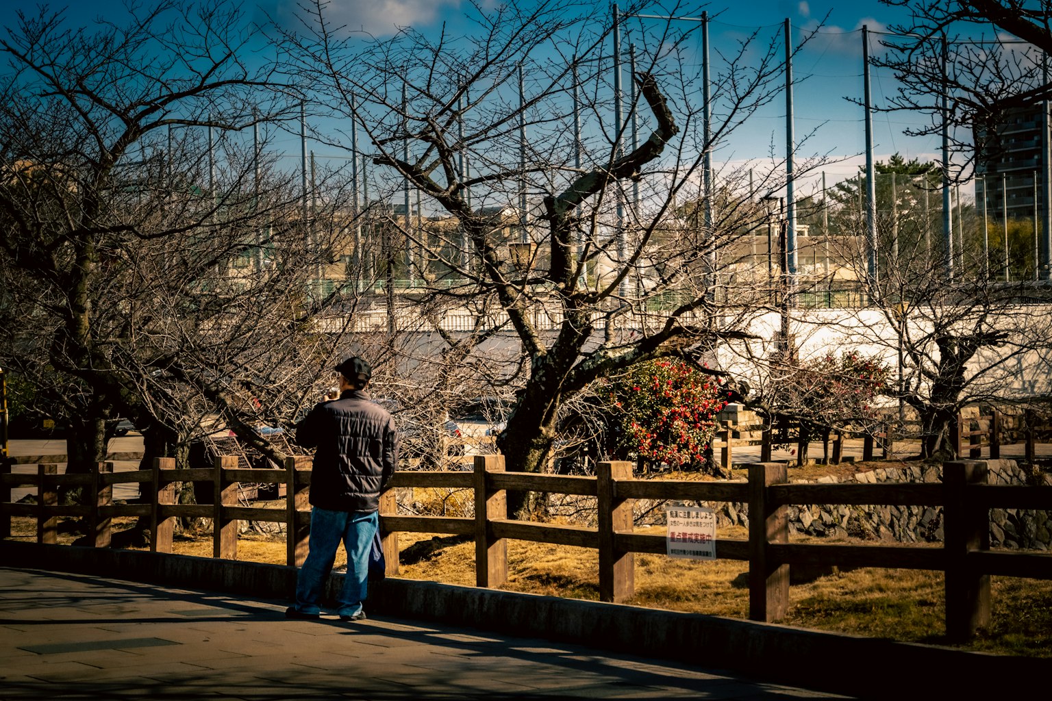 A man looking at a park with bare trees and a wooden fence