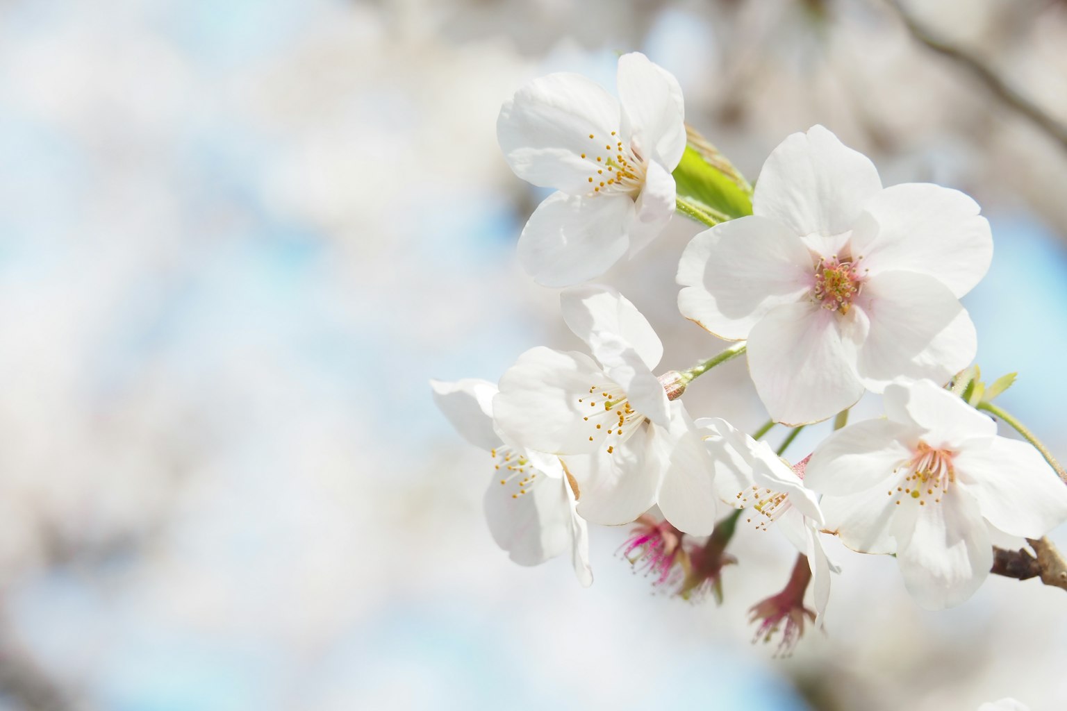 White cherry blossoms blooming under a blue sky