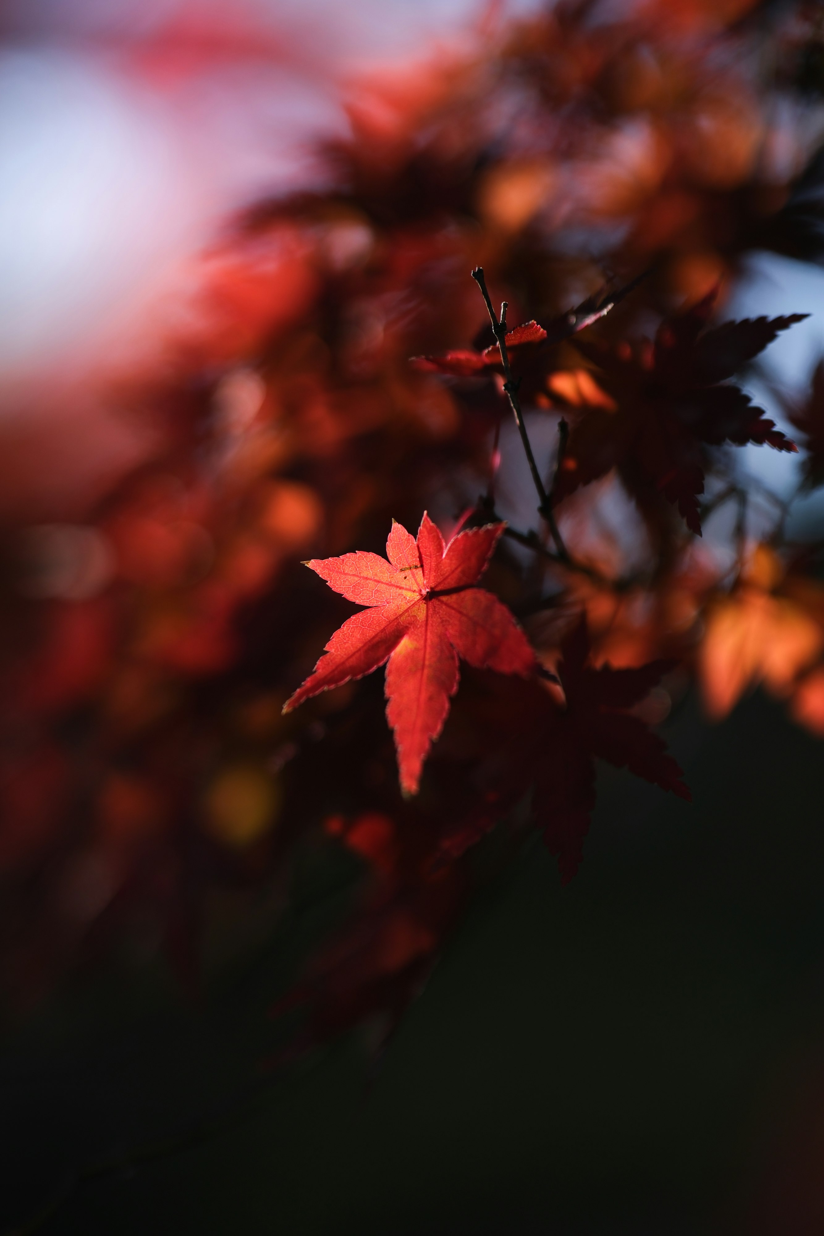 赤い紅葉の葉と秋のボケ背景