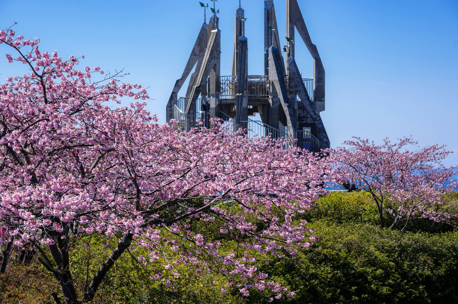 Contraste entre los cerezos en flor y la estructura moderna