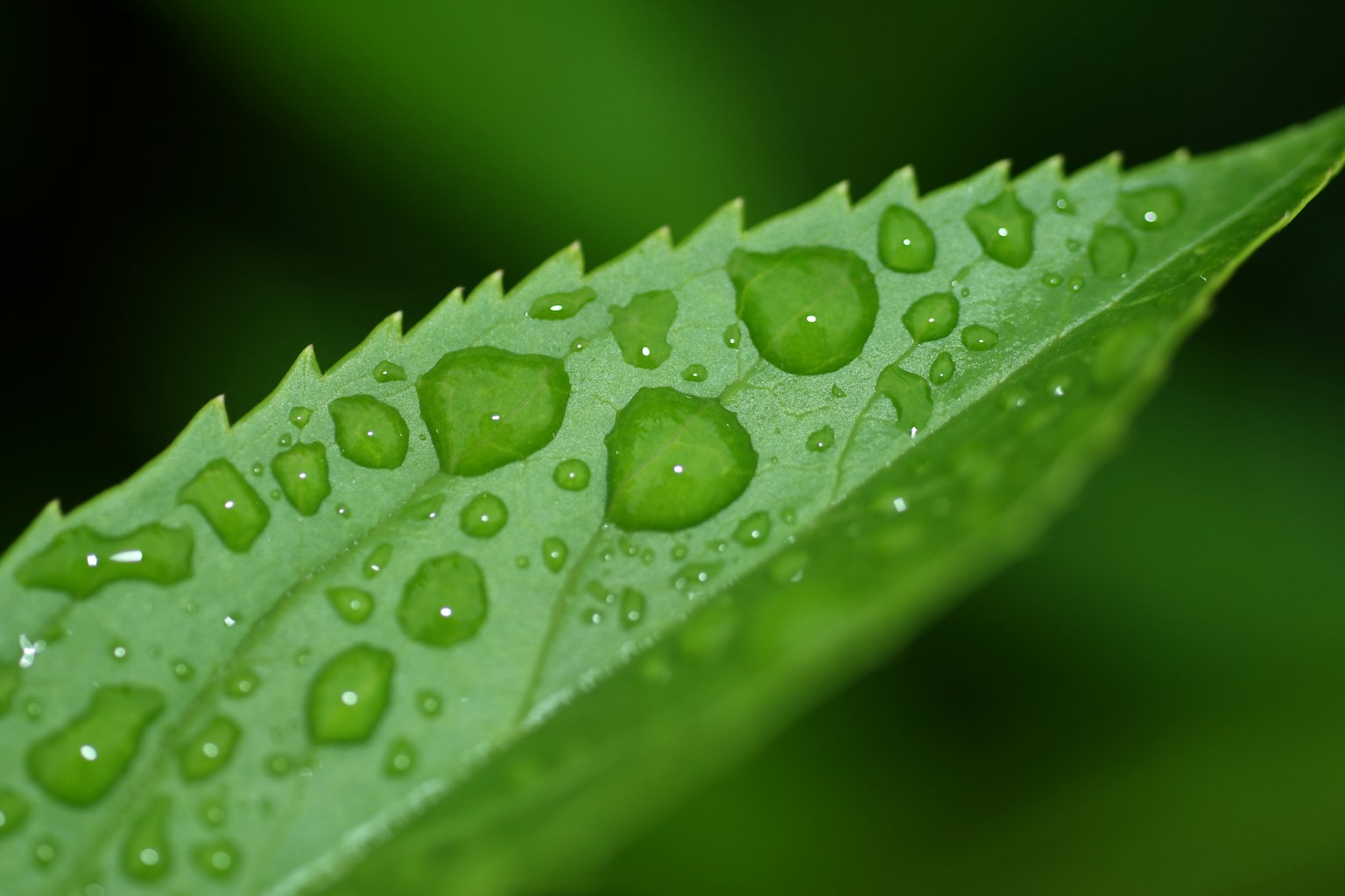 Primo piano di una foglia verde con gocce d'acqua vivaci sulla sua superficie