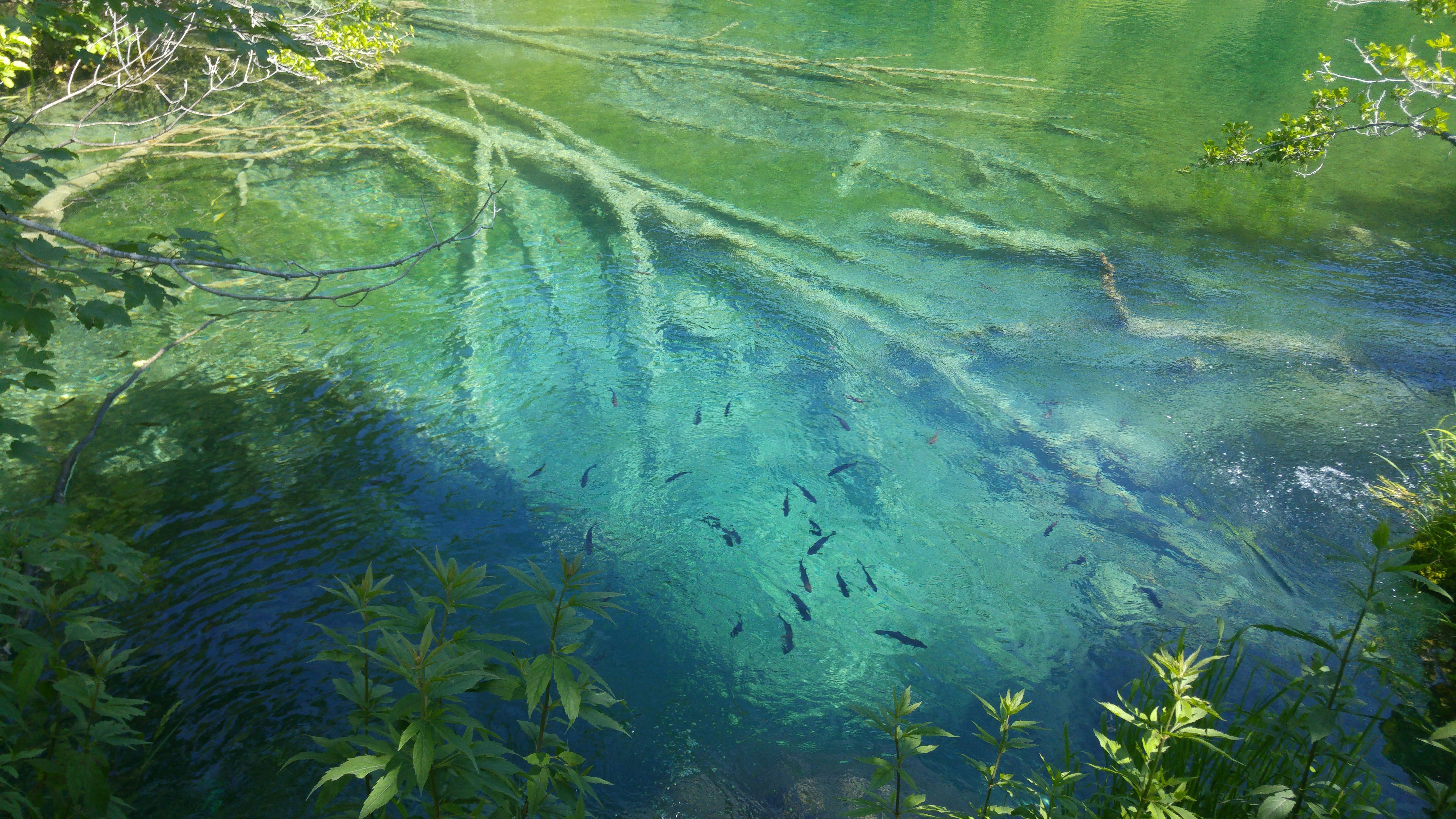 透明な川の浅瀬に群れる小魚と水草のある水面