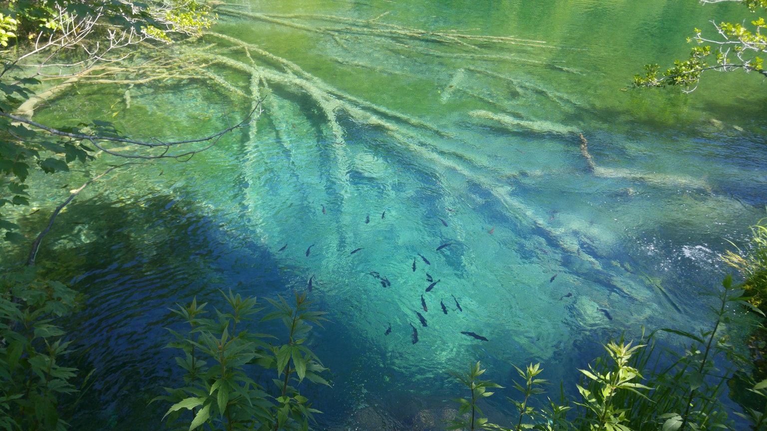 Green water with visible tree roots and fish swimming