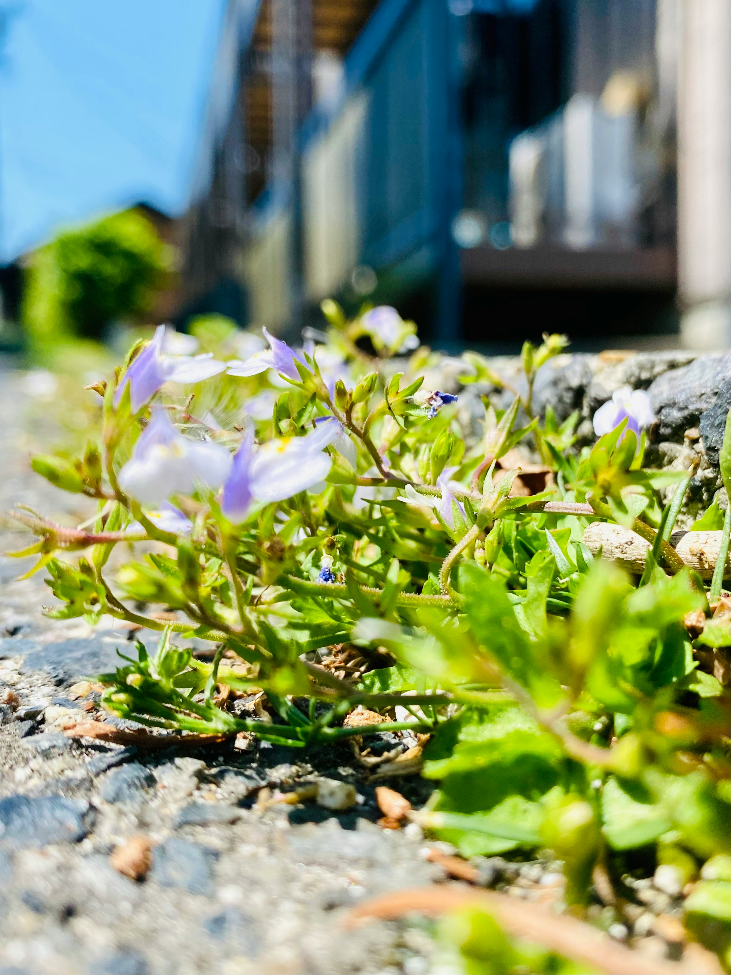 石畳の隙間から咲く花と若葉の群れ