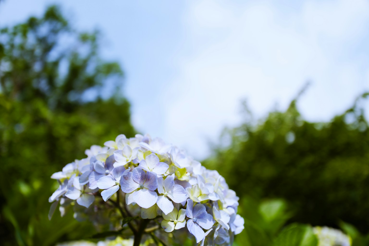 Belle fleur d'hortensia fleurissant sous un ciel bleu