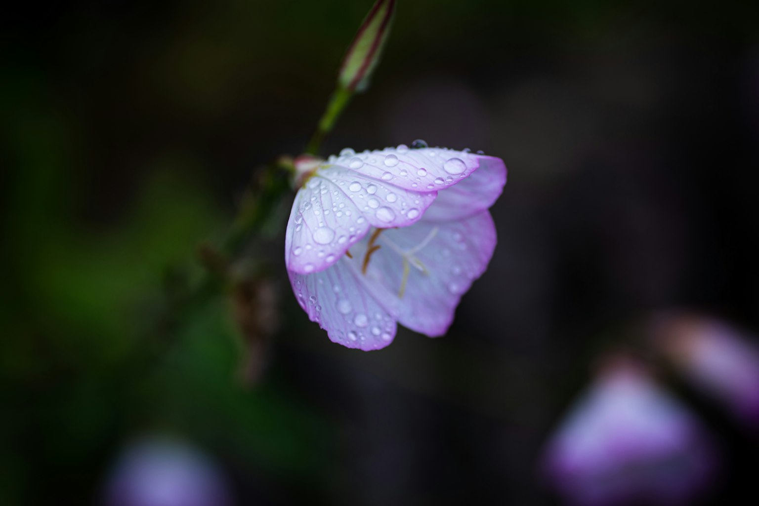 Primo piano di un delicato fiore rosa con gocce di pioggia