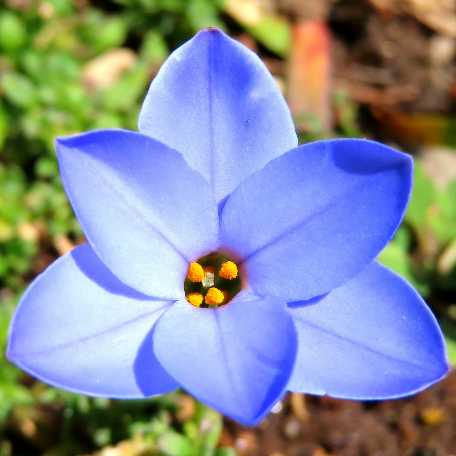 Primo piano di un fiore blu vivace con petali a forma di stella e stami gialli al centro