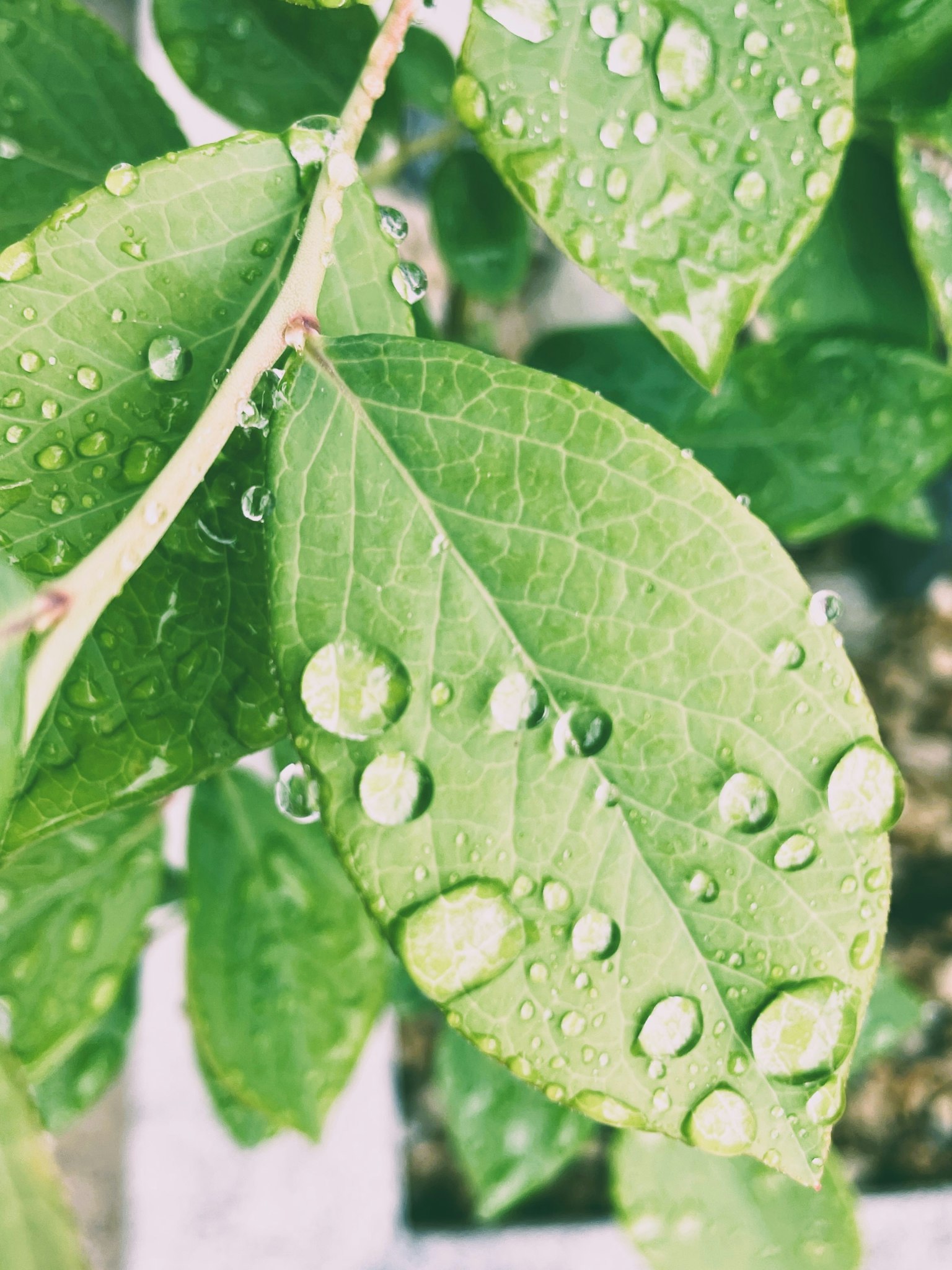 Acercamiento de hojas verdes con gotas de agua que destacan la belleza natural