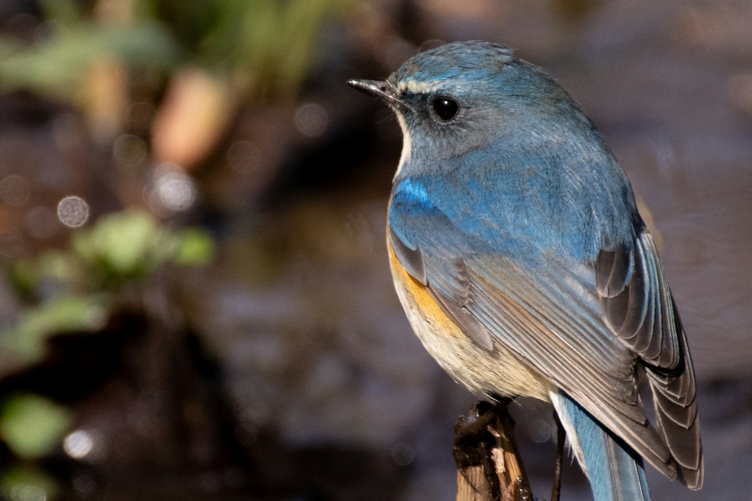 A small bird with blue feathers standing by the water