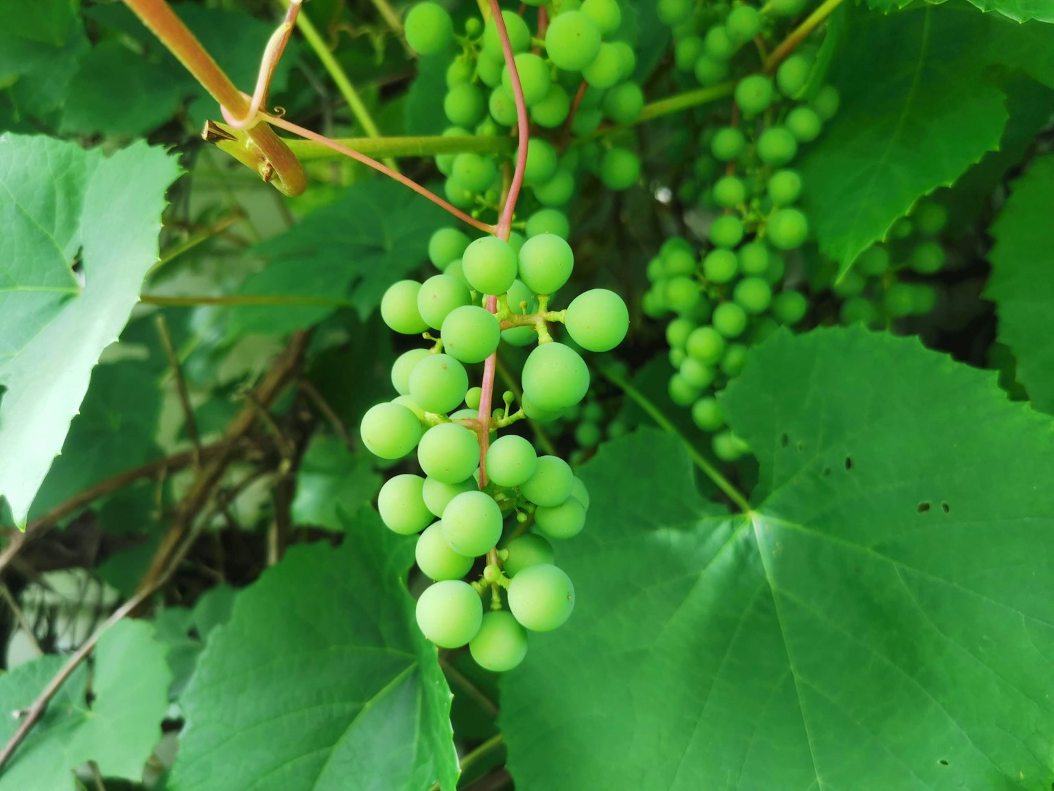 Grappe de raisins verts avec des feuilles vertes luxuriantes