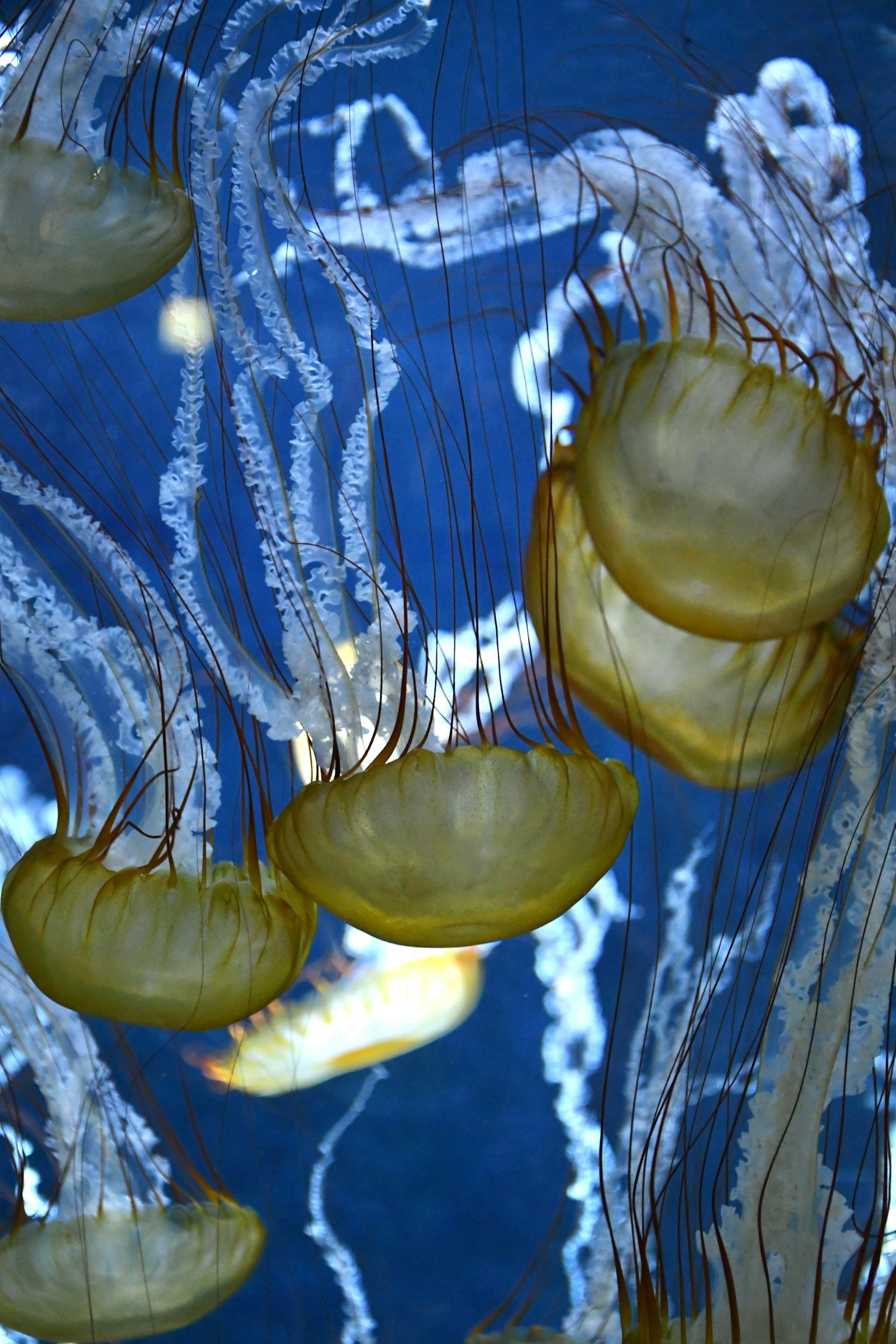 Eine Gruppe von Quallen, die in blauem Wasser mit zarten Tentakeln schwimmen