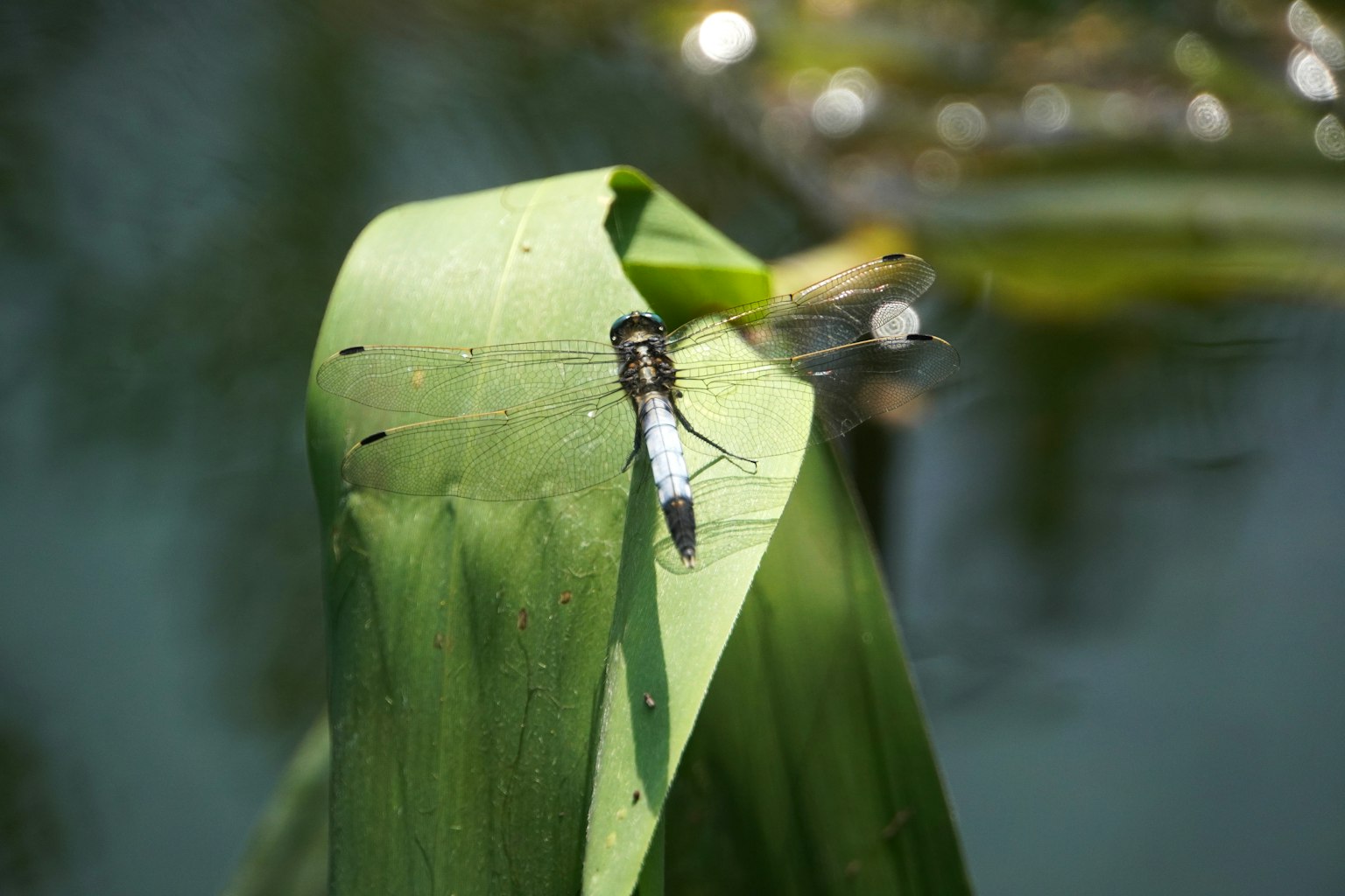 Primo piano di una libellula appollaiata su una foglia verde