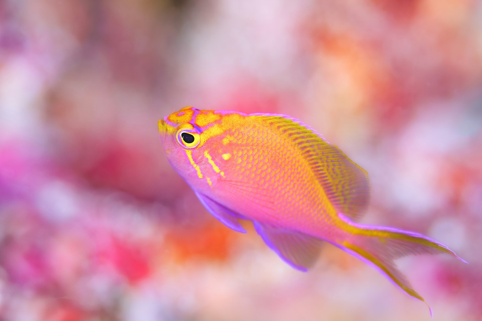 Ein lebendiger pinker und orangefarbener Fisch schwimmt unter Wasser vor einem bunten Korallenhintergrund