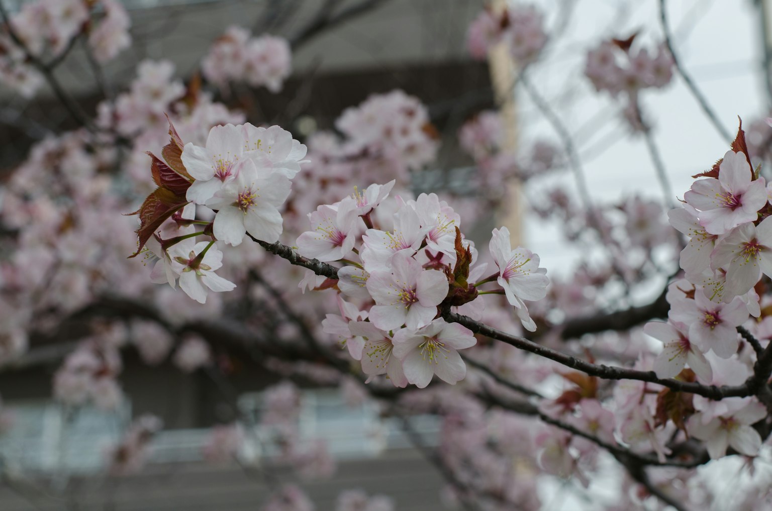 Primer plano de ramas de cerezo con flores rosas