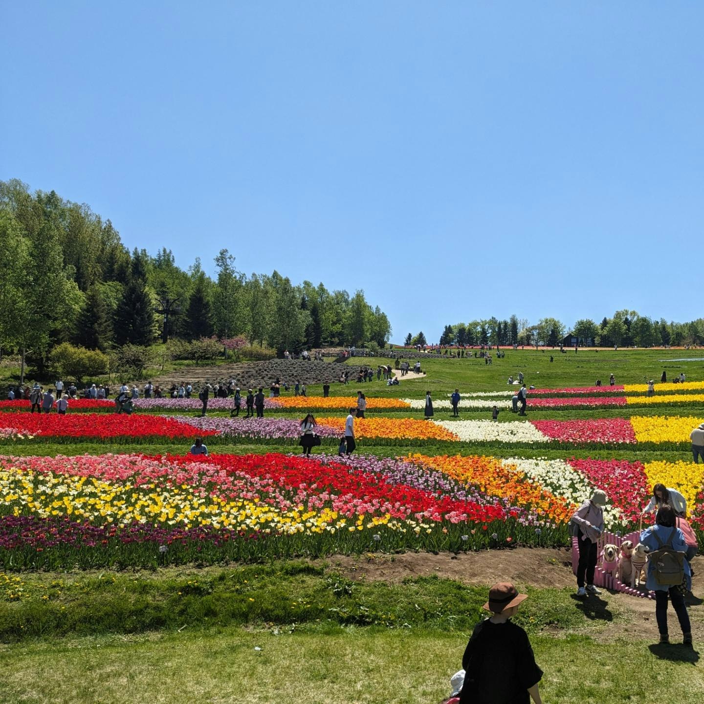 色とりどりの花壇が広がる公園の散策風景
