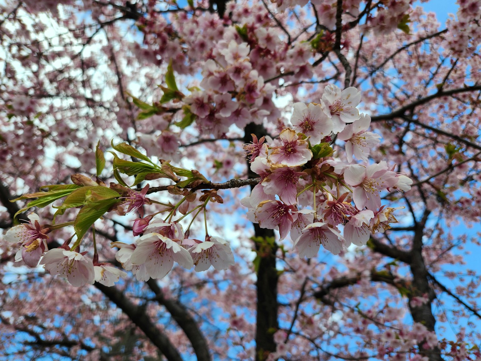 Fleurs de cerisier en fleurs sur une branche sous un ciel bleu