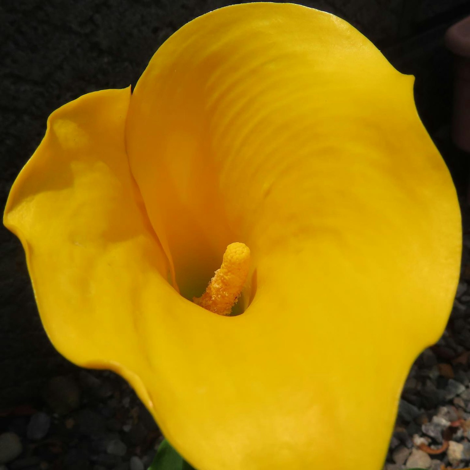 Nahaufnahme einer lebhaften gelben Calla-Lilie, die ihre einzigartige Form zeigt