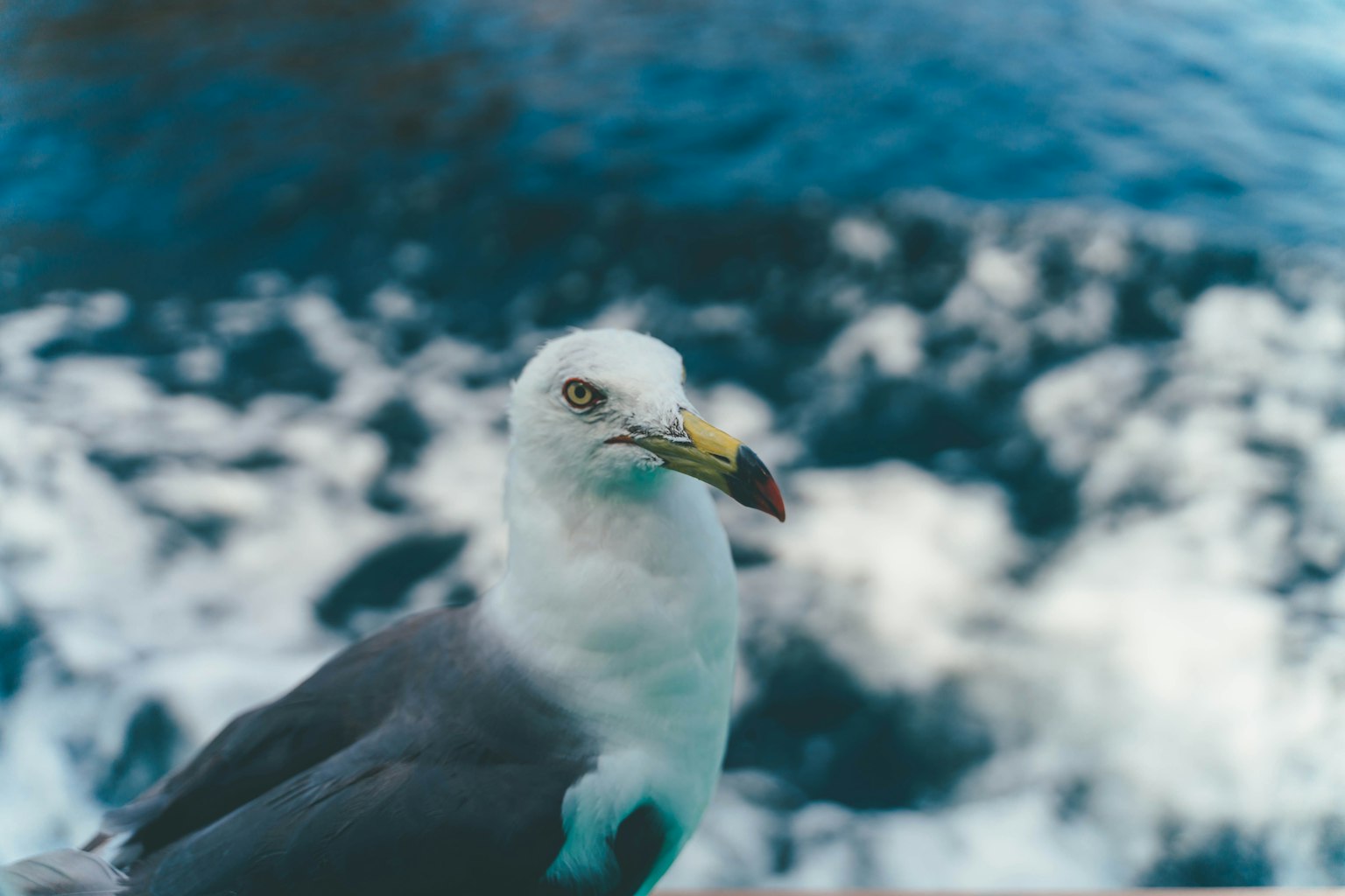 海上にいるカモメのクローズアップ写真 鳥の白と灰色の羽 目の周りの黄色い部分