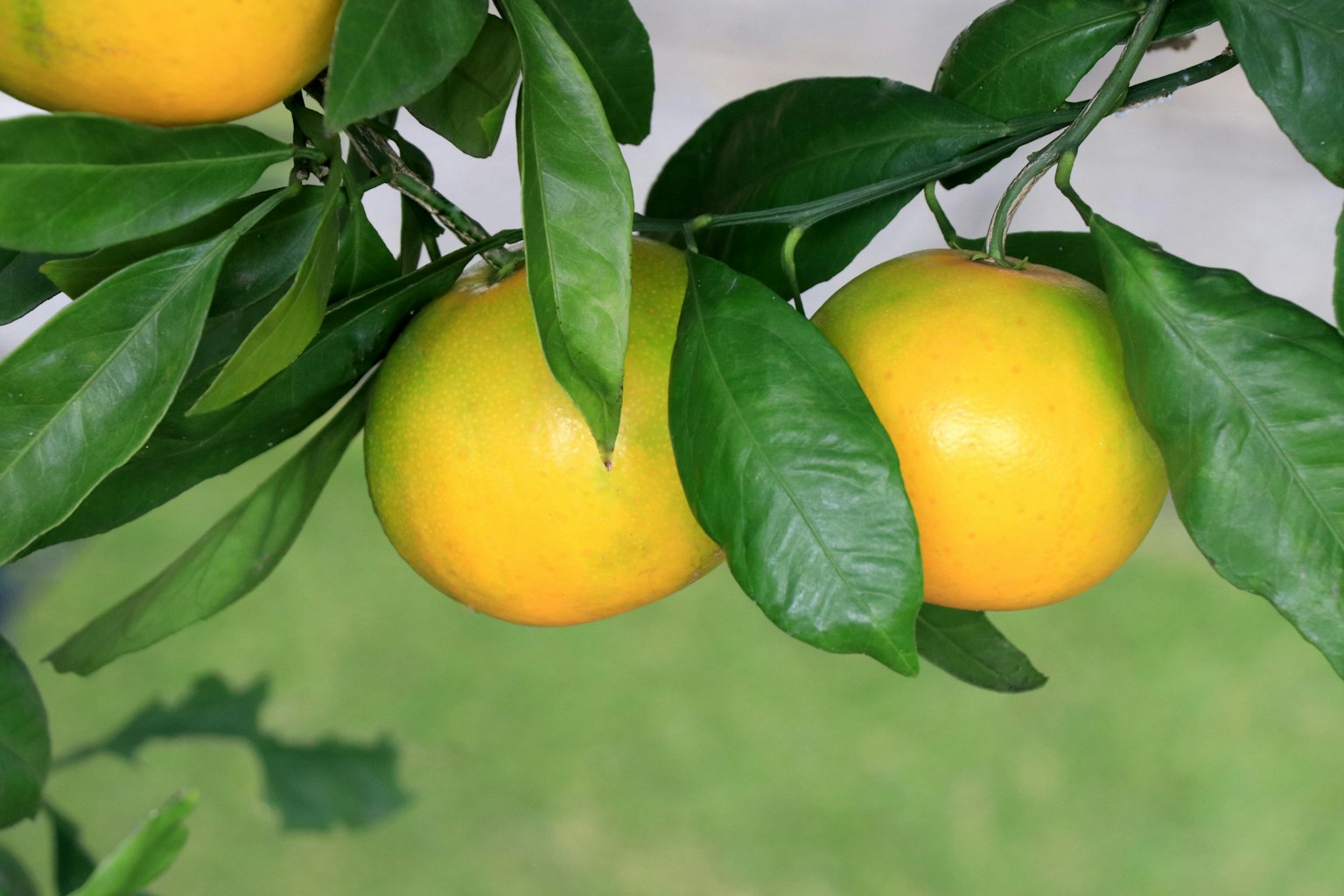 Ramo di un arancio con arance gialle circondate da foglie verdi