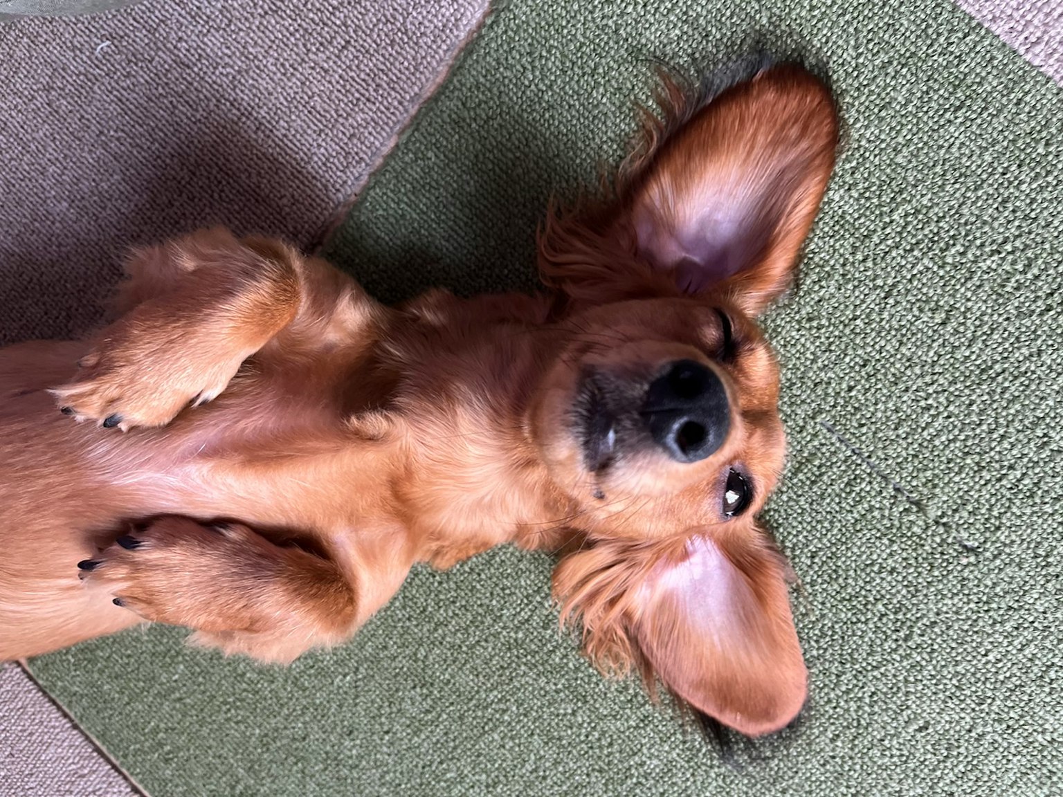 Un chien brun allongé sur le dos avec de grandes oreilles