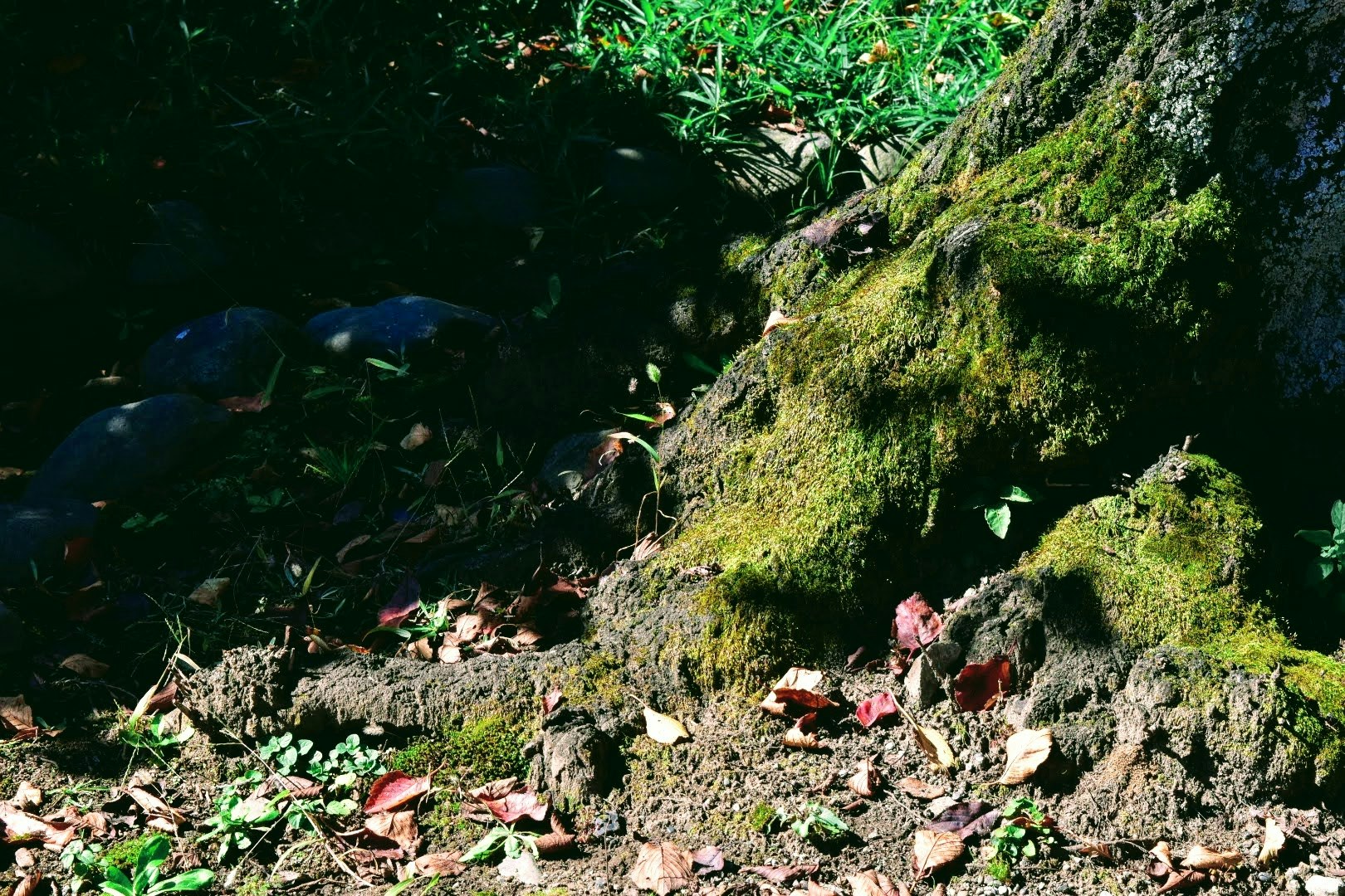 roca cubierta de musgo con hojas caídas en el suelo del bosque