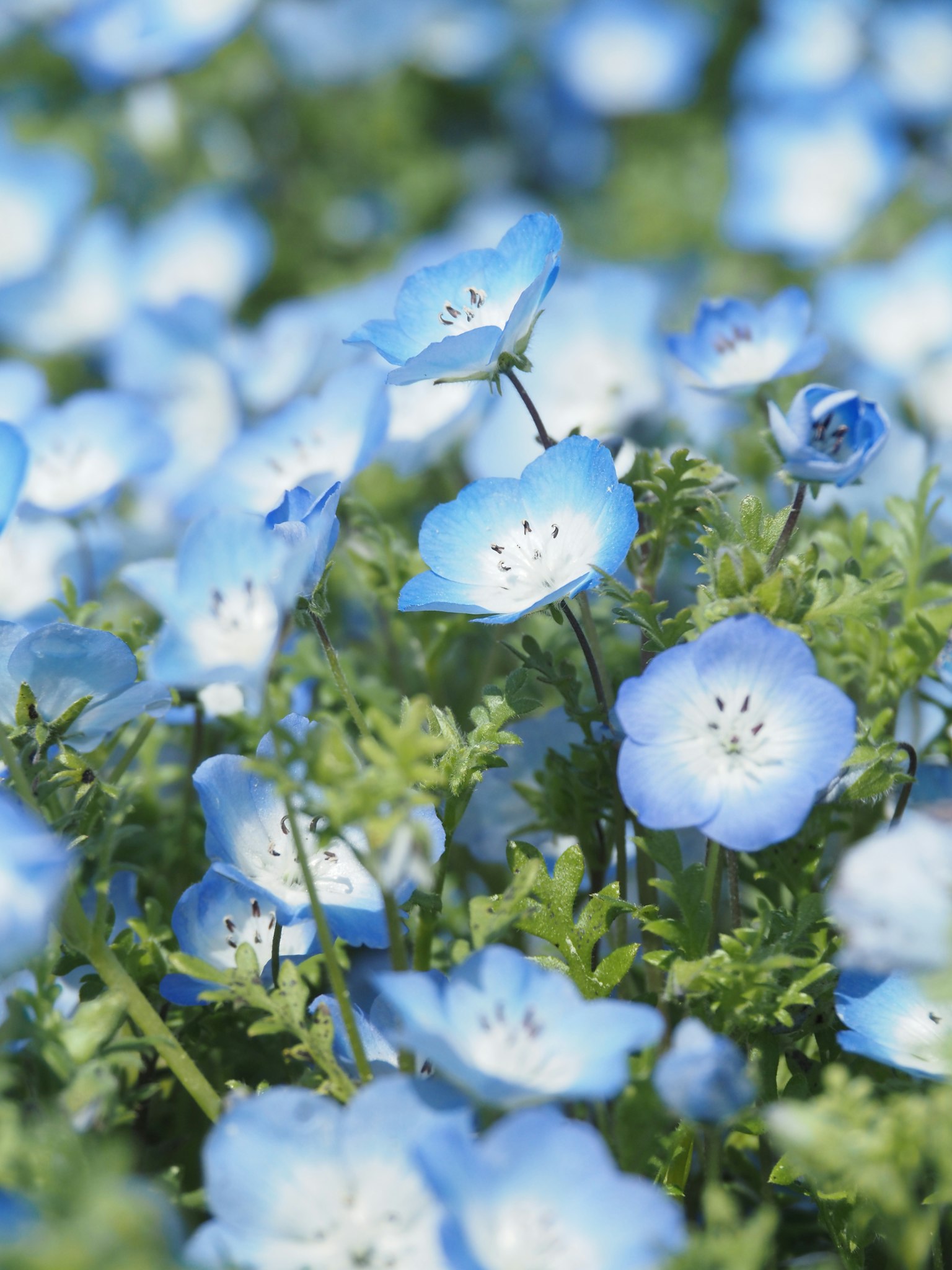 Un bellissimo paesaggio di fiori blu in fiore