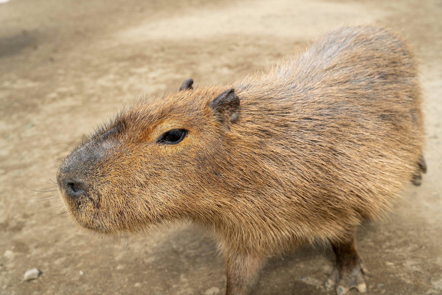Foto close-up dari capybara dengan bulu coklat dan mata hitam