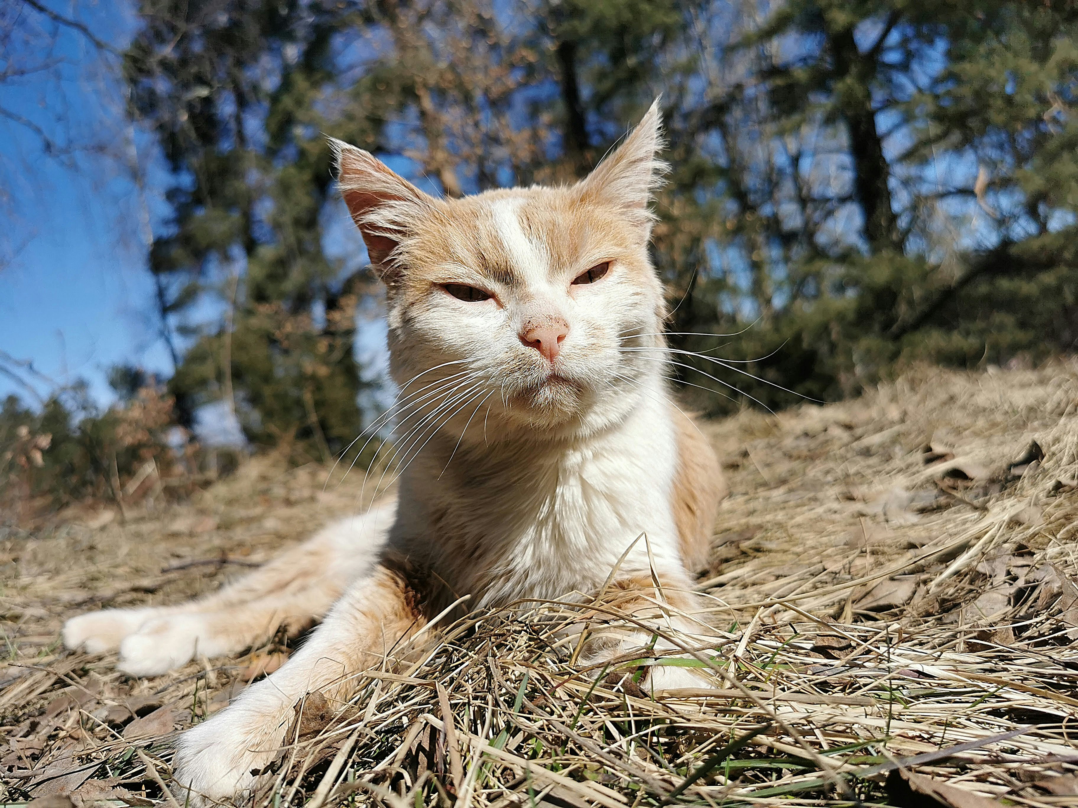kucing cokelat-putih beristirahat di rumput kering