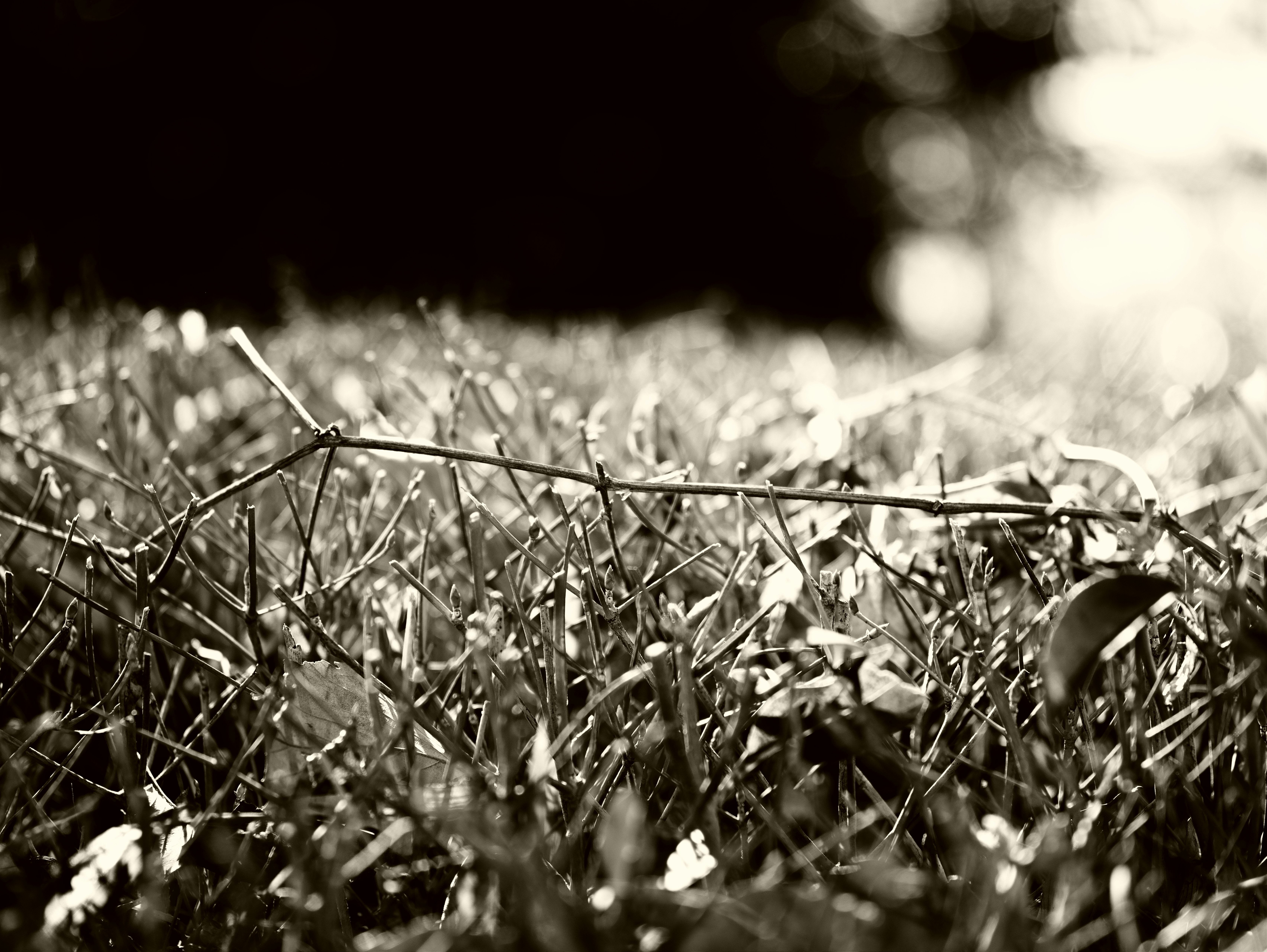 close-up of thin grass blades and small seed heads