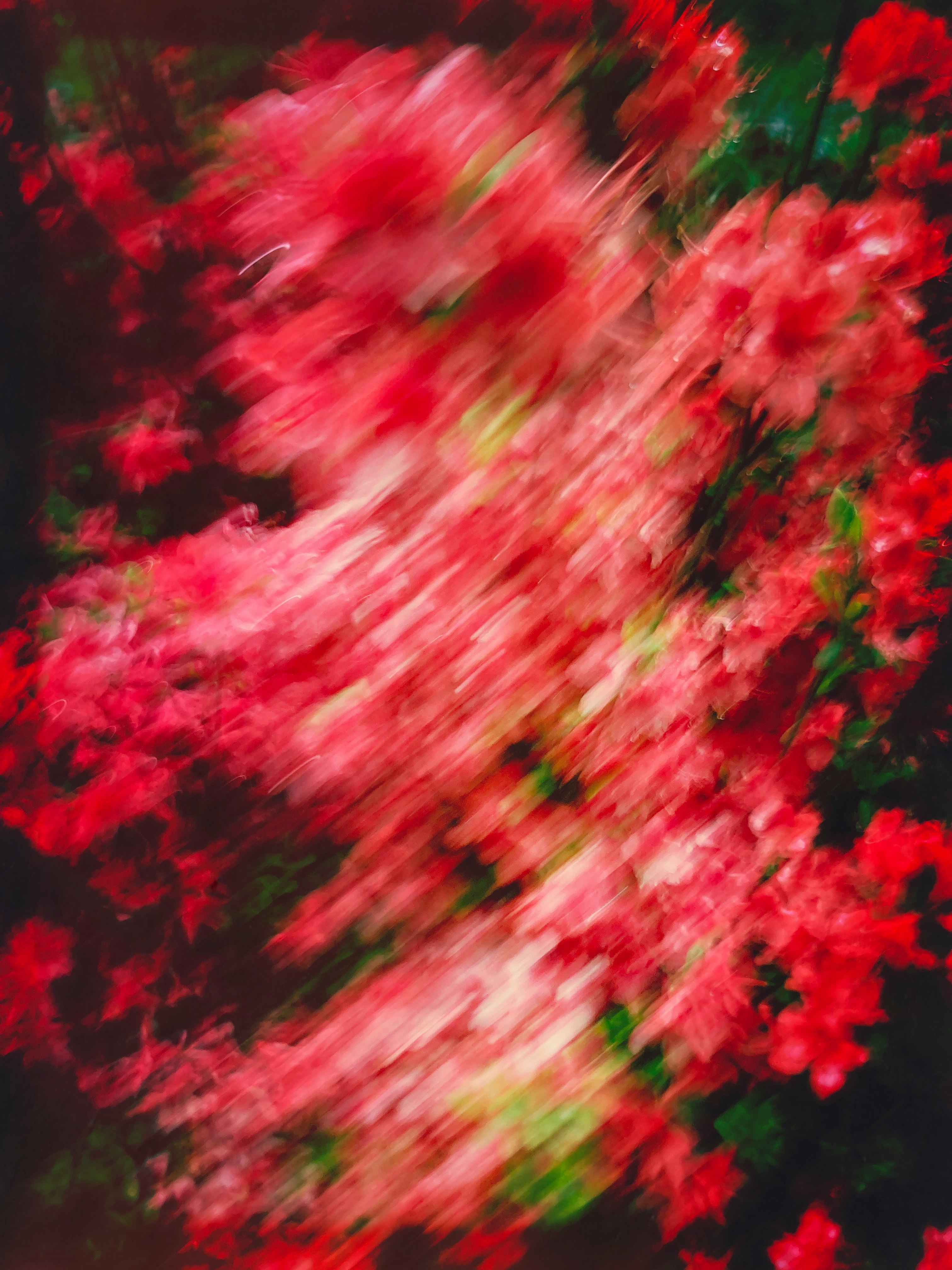 花の咲く赤い花畑のようなボケ背景
