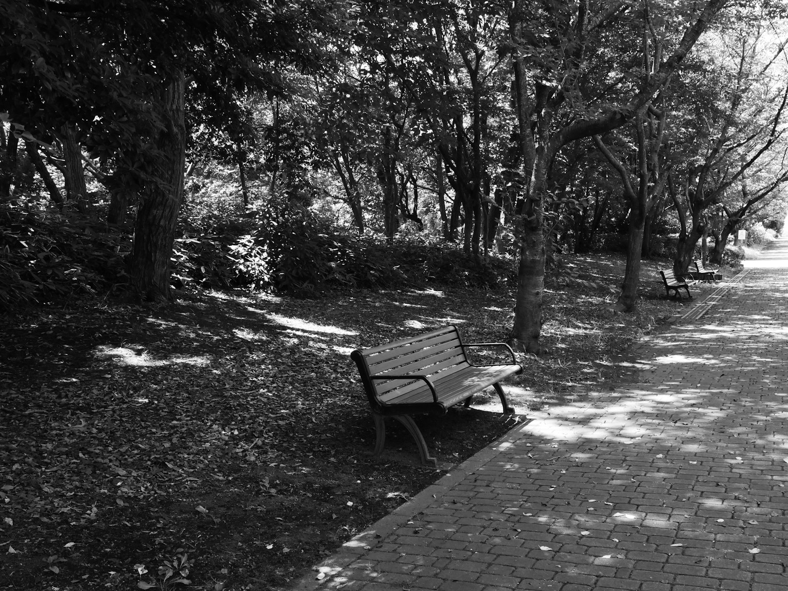 Une scène de parc avec un banc et des arbres environnants