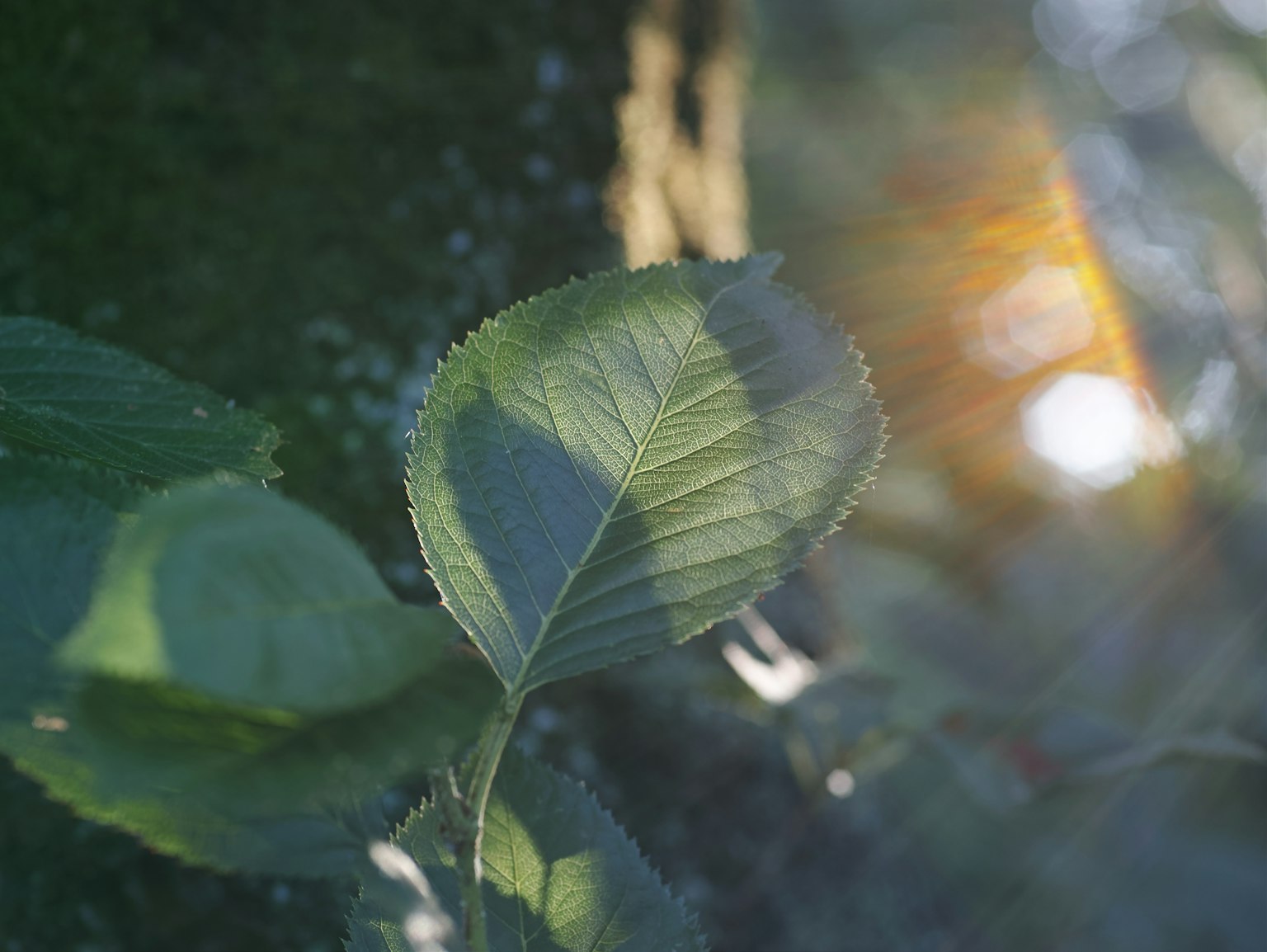 Close-up daun dengan refleksi cahaya dan bayangan