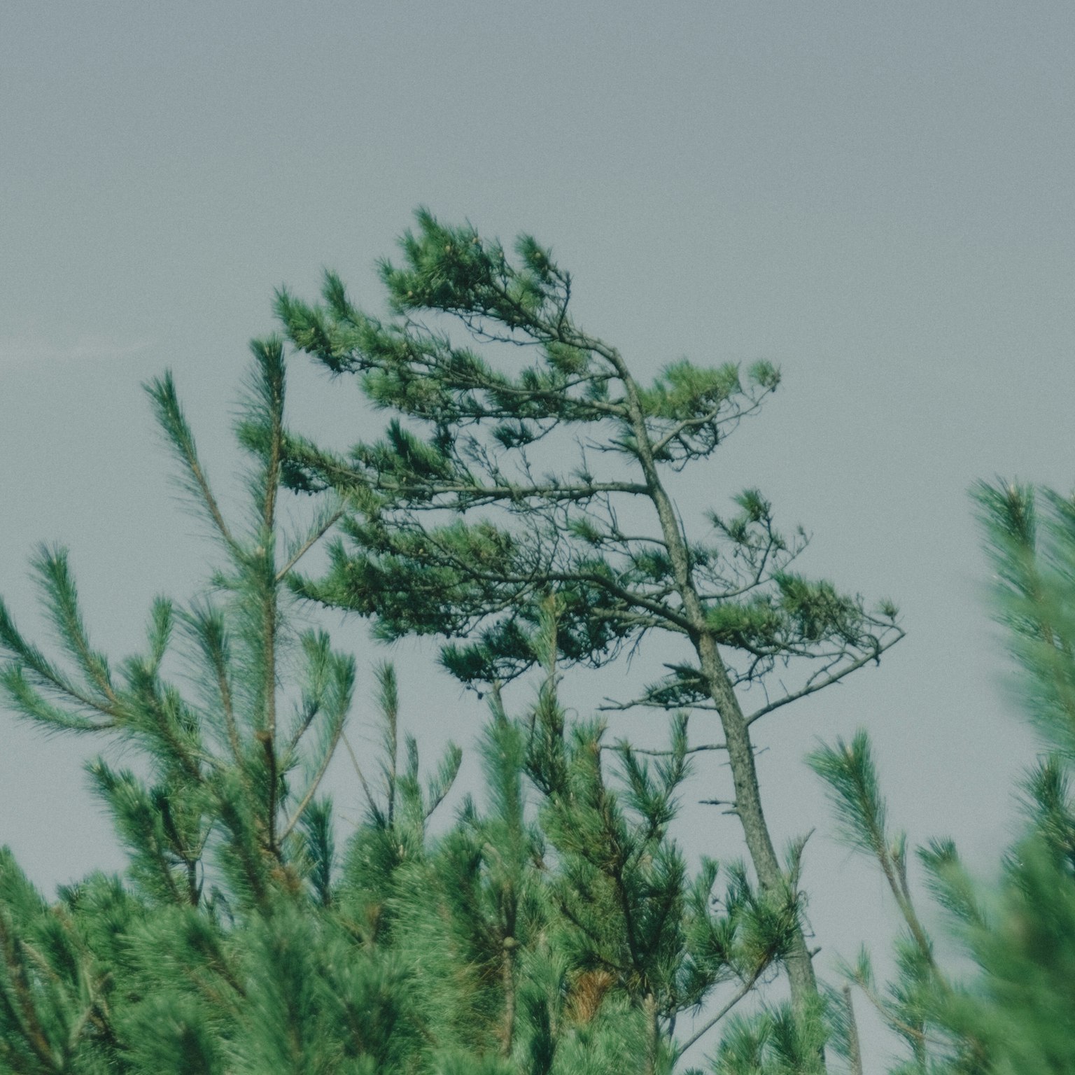 Bäume, die im Wind schwanken, mit einem ruhigen Himmel
