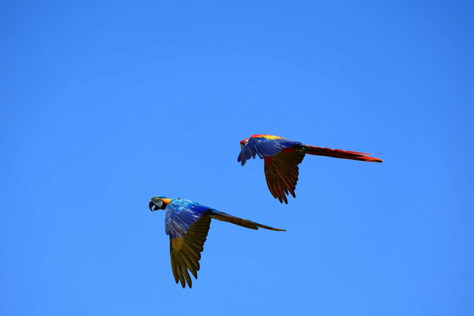 Zwei wunderschöne Papageien fliegen am Himmel lebendige blaue und rote Federn