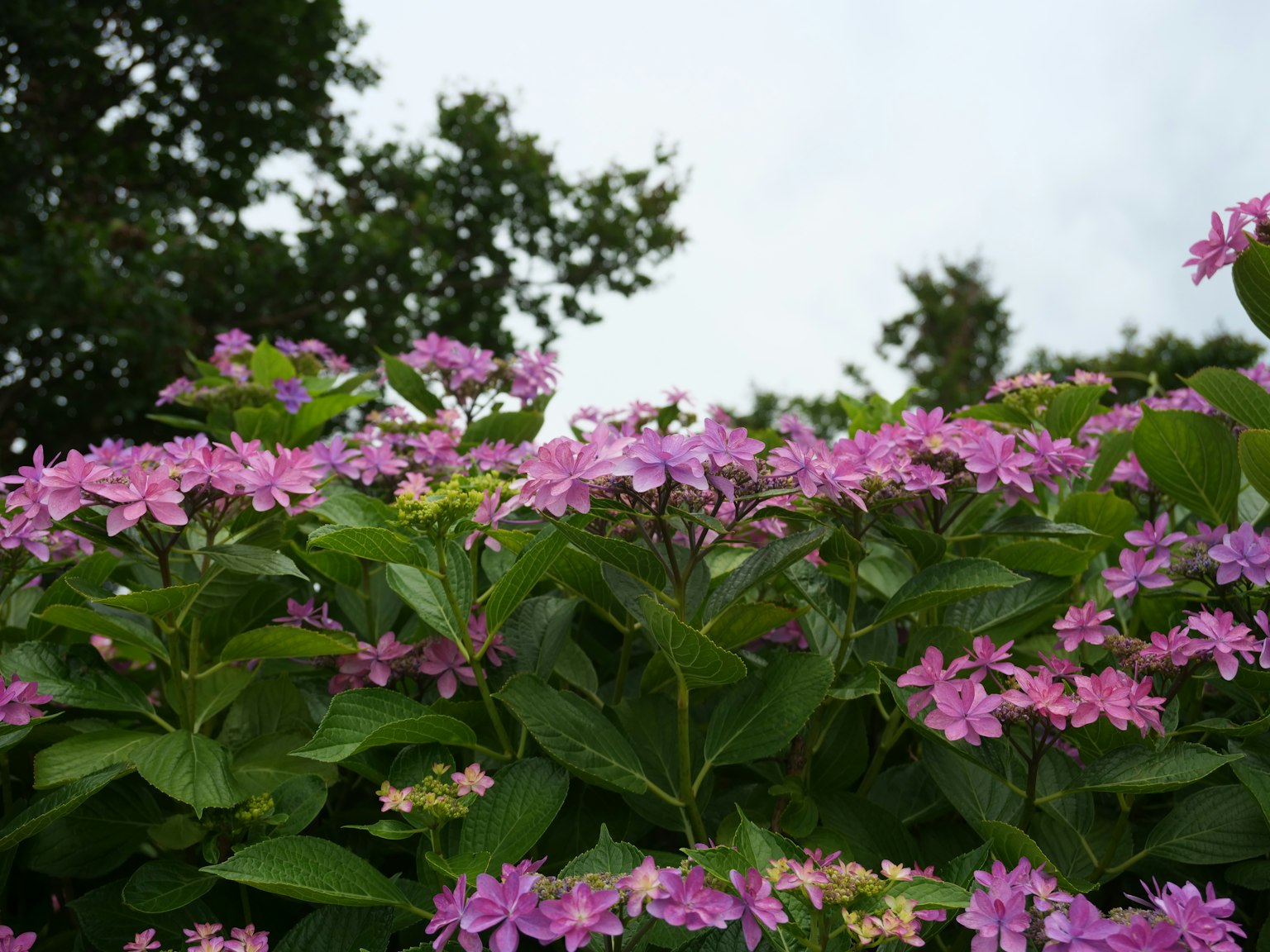 Primo piano di fiori rosa vivaci su fogliame verde