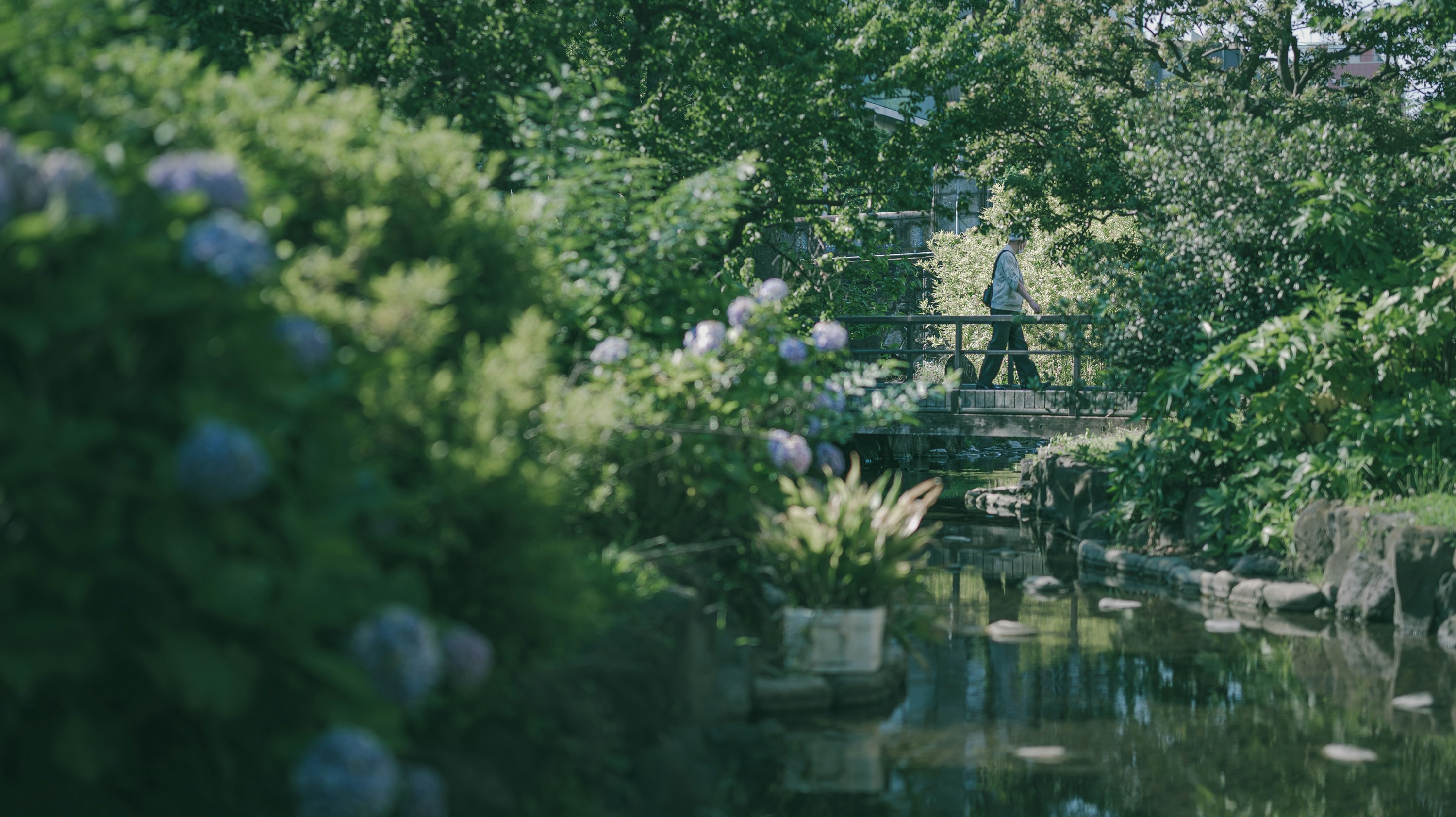 Garden path with flower beds surrounded by greenery