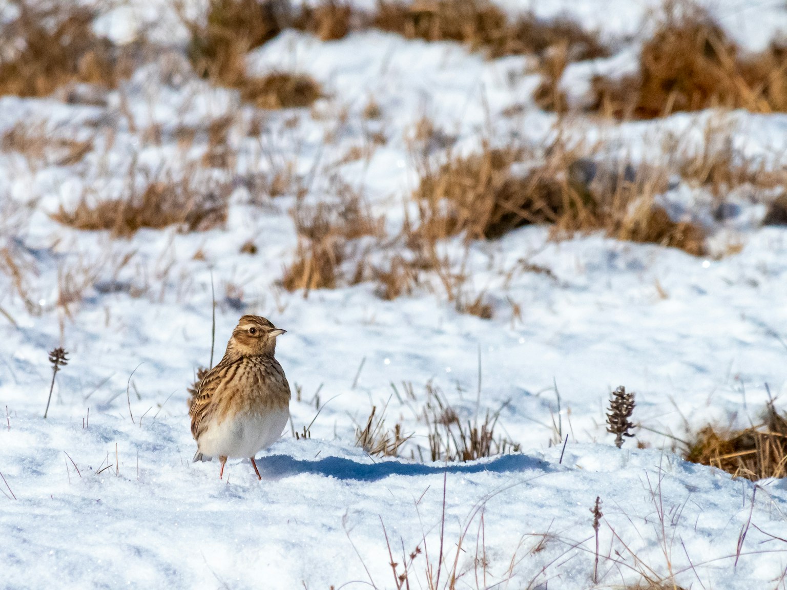 A small bird standing in the snow