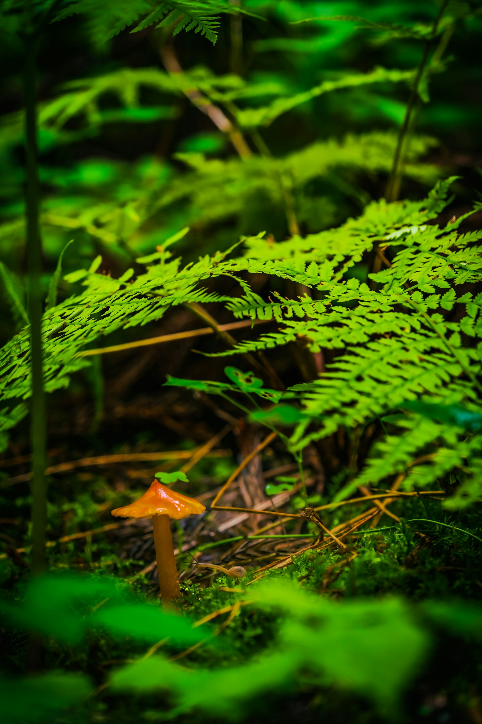 緑の葉に囲まれたオレンジ色のキノコが生えている森の風景