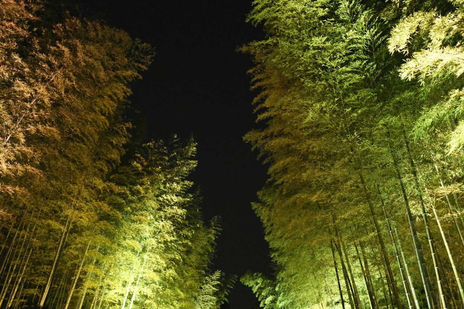 Illuminated bamboo grove at night with green and orange bamboo trees
