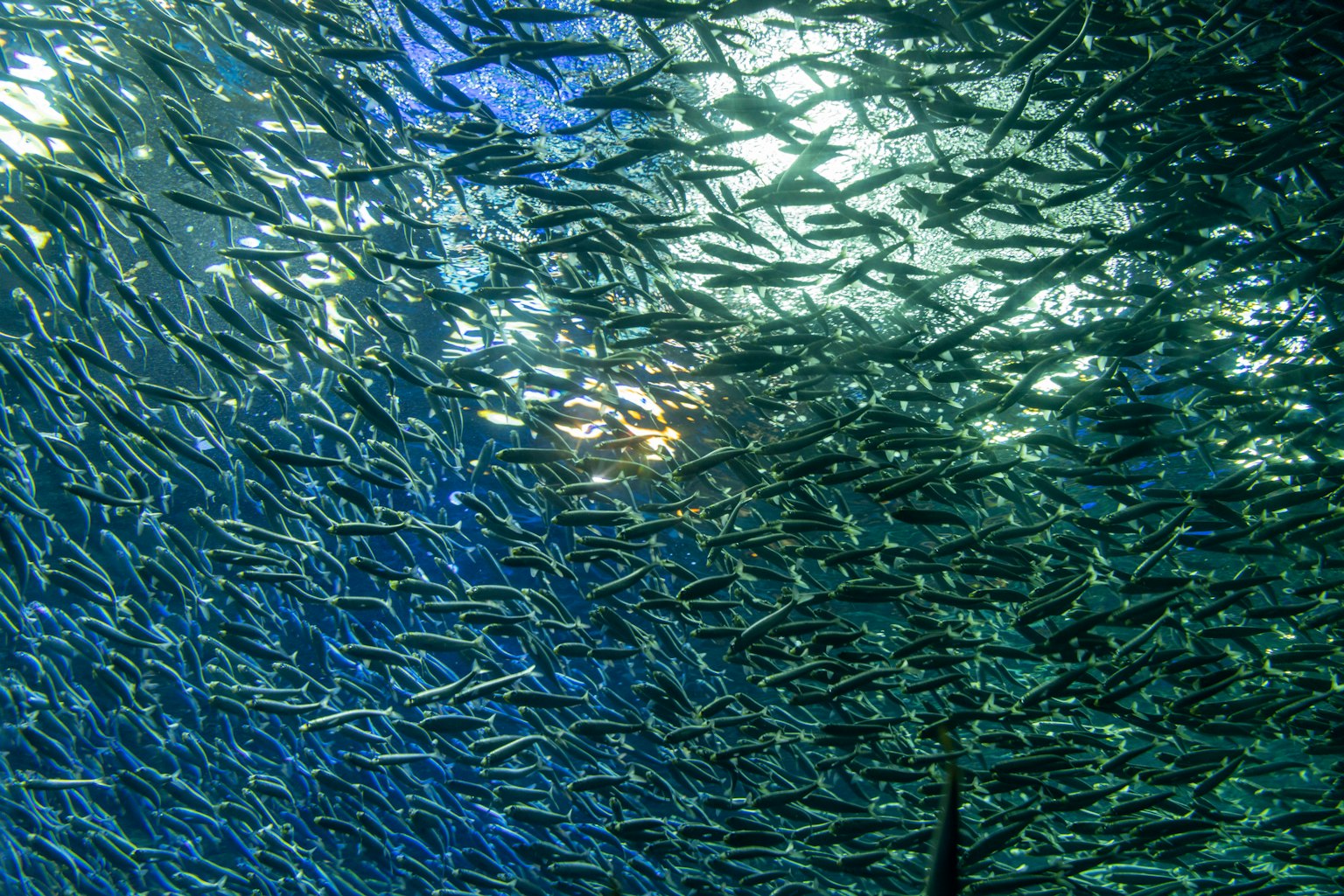 Sekelompok besar ikan berenang di bawah air dengan cahaya biru
