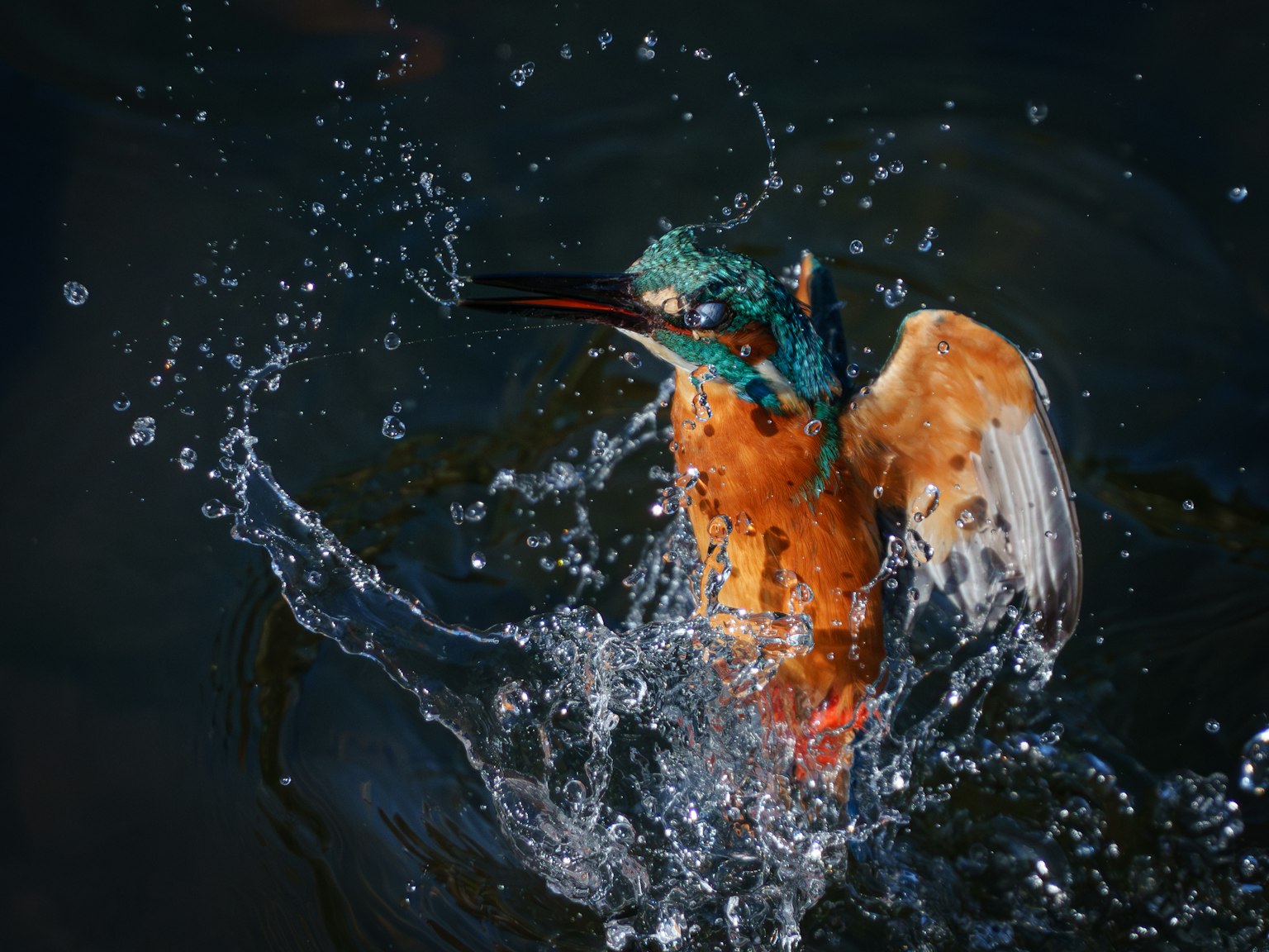 Ein lebhafter Eisvogel, der im Wasser spritzt mit bunten Federn