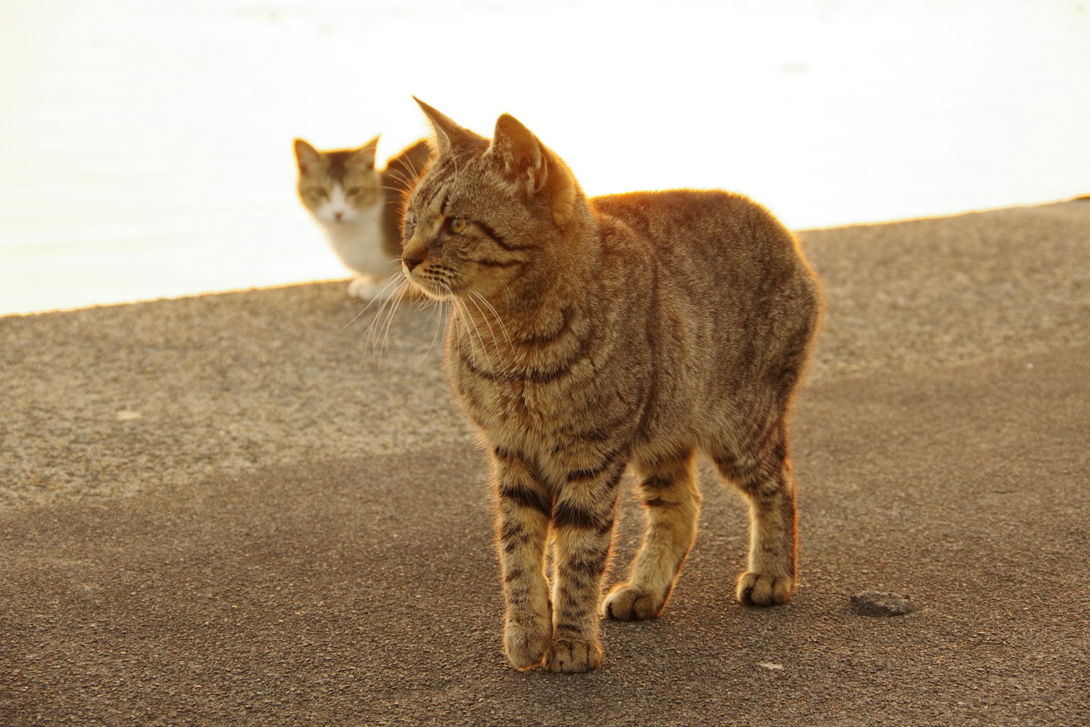 Một con mèo tabby đang đi dọc theo con đường với một con mèo khác ở phía sau