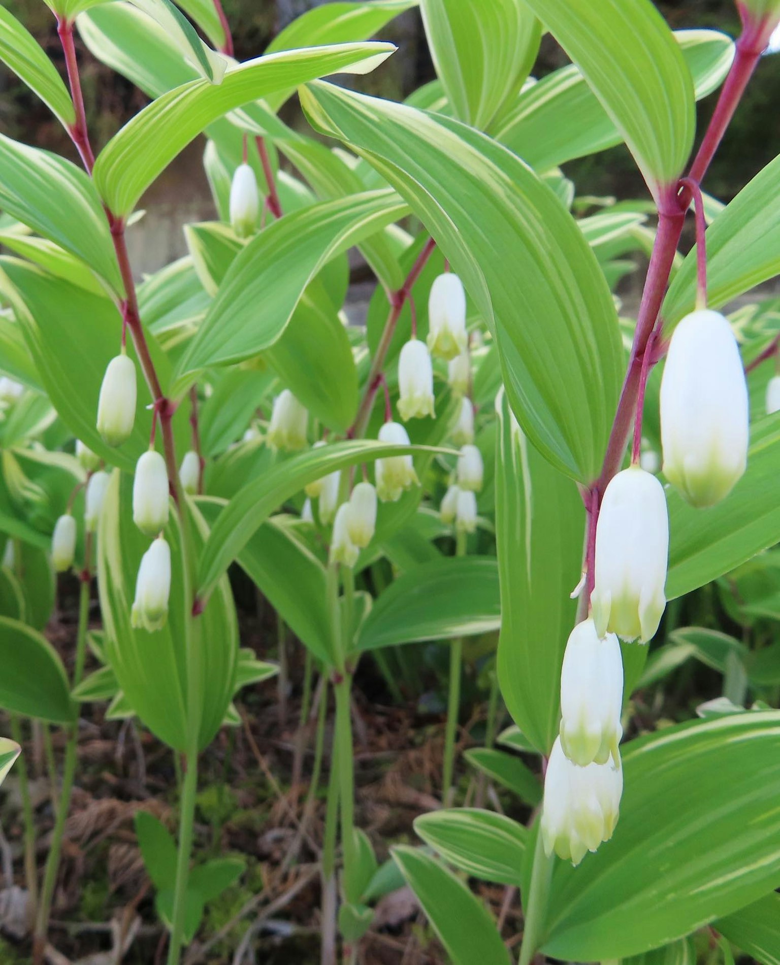 Cluster of green leaves with white bell-shaped flowers