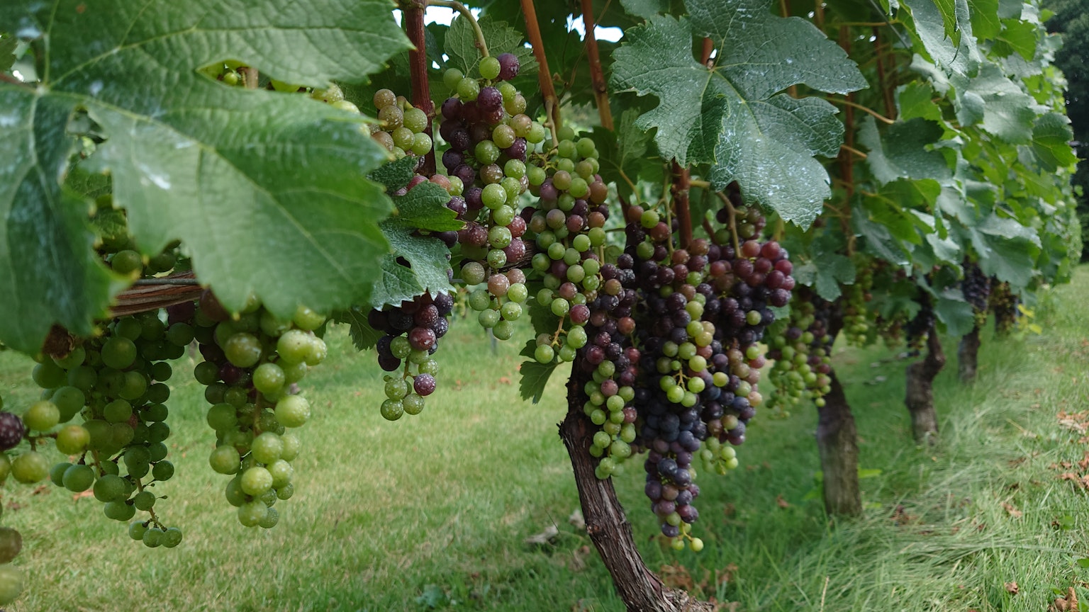Grapes in various stages of ripeness hanging from vineyard vines
